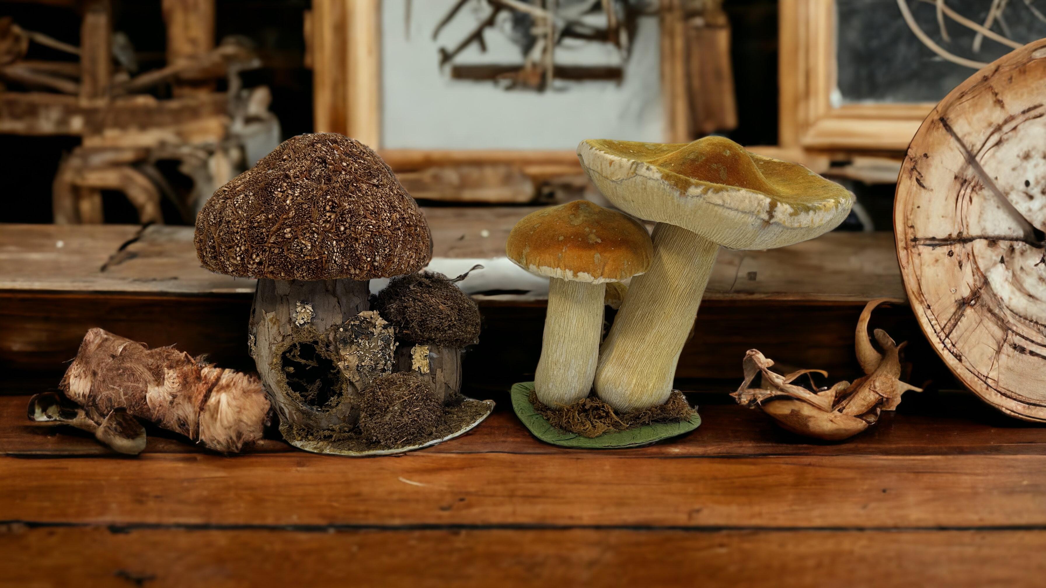 This rare vintage set of two different types of mushrooms, show Models which are native to middle Europe. This kind of items are used as teaching material in German schools. Colorful in natural design they show the children how mushrooms look