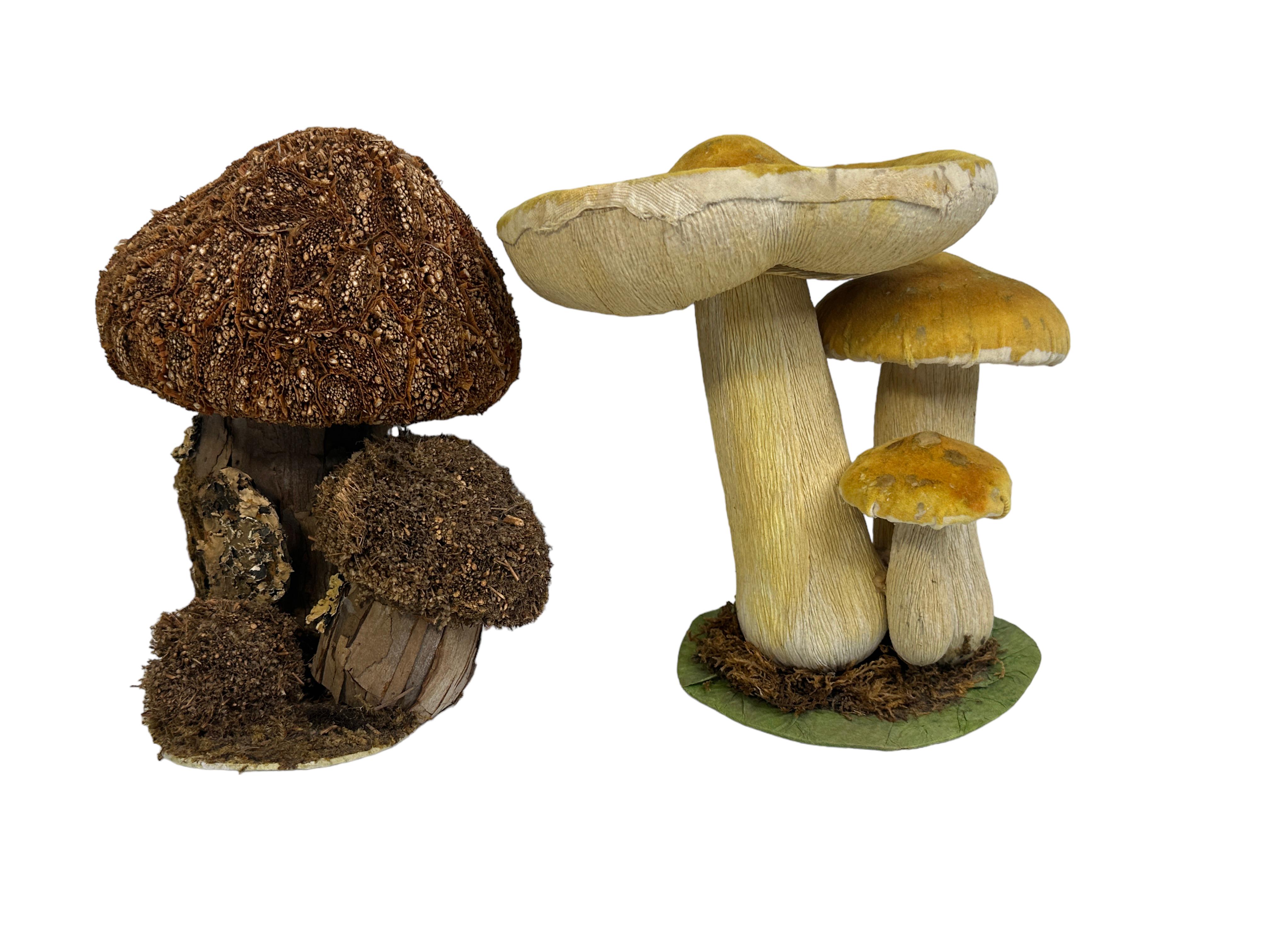 Paper Set of Two Mushrooms Scientific Models Europe , Germany 1960s For Sale