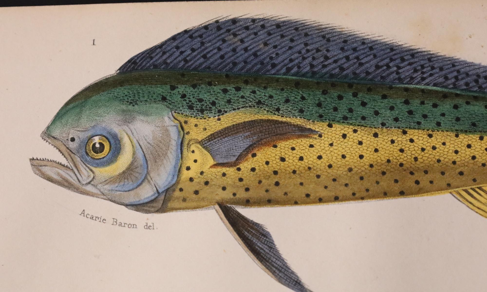 Satz von zwei original handkolorierten antiken Fischdrucken - Cuvier & Lacépède, 1836 im Angebot 3