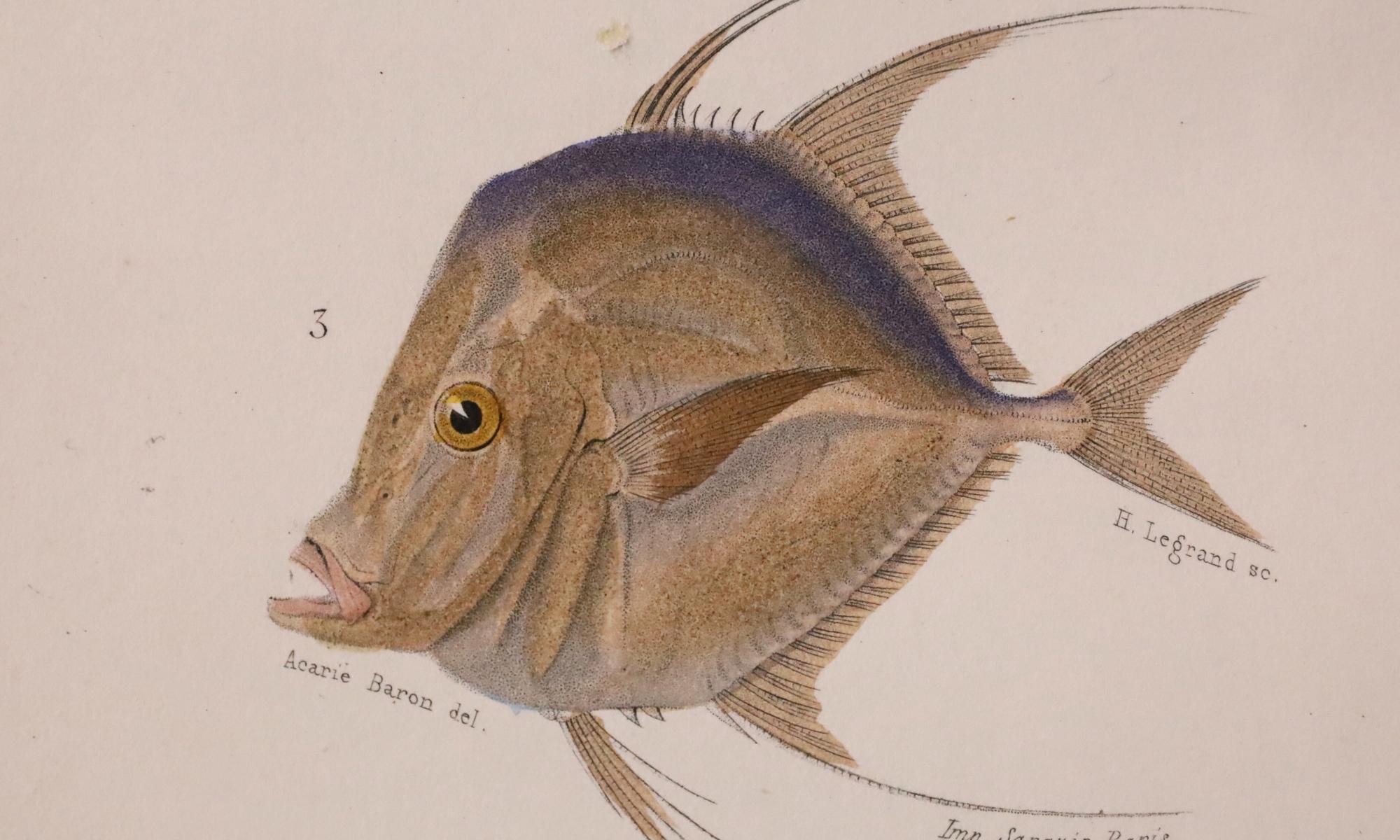 Satz von zwei original handkolorierten antiken Fischdrucken - Cuvier & Lacépède, 1836 im Angebot 3