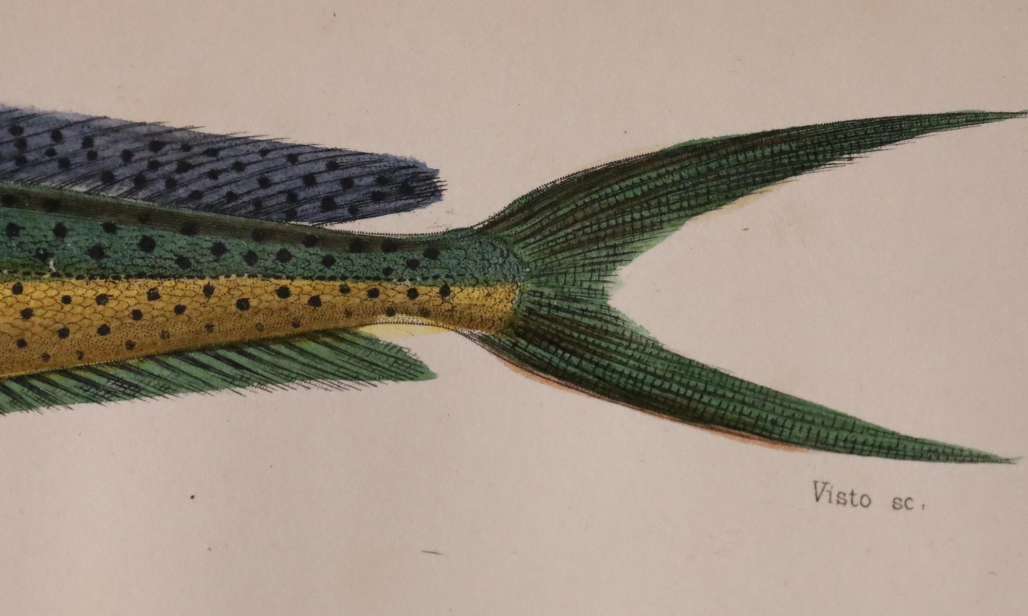 Satz von zwei original handkolorierten antiken Fischdrucken - Cuvier & Lacépède, 1836 im Angebot 4