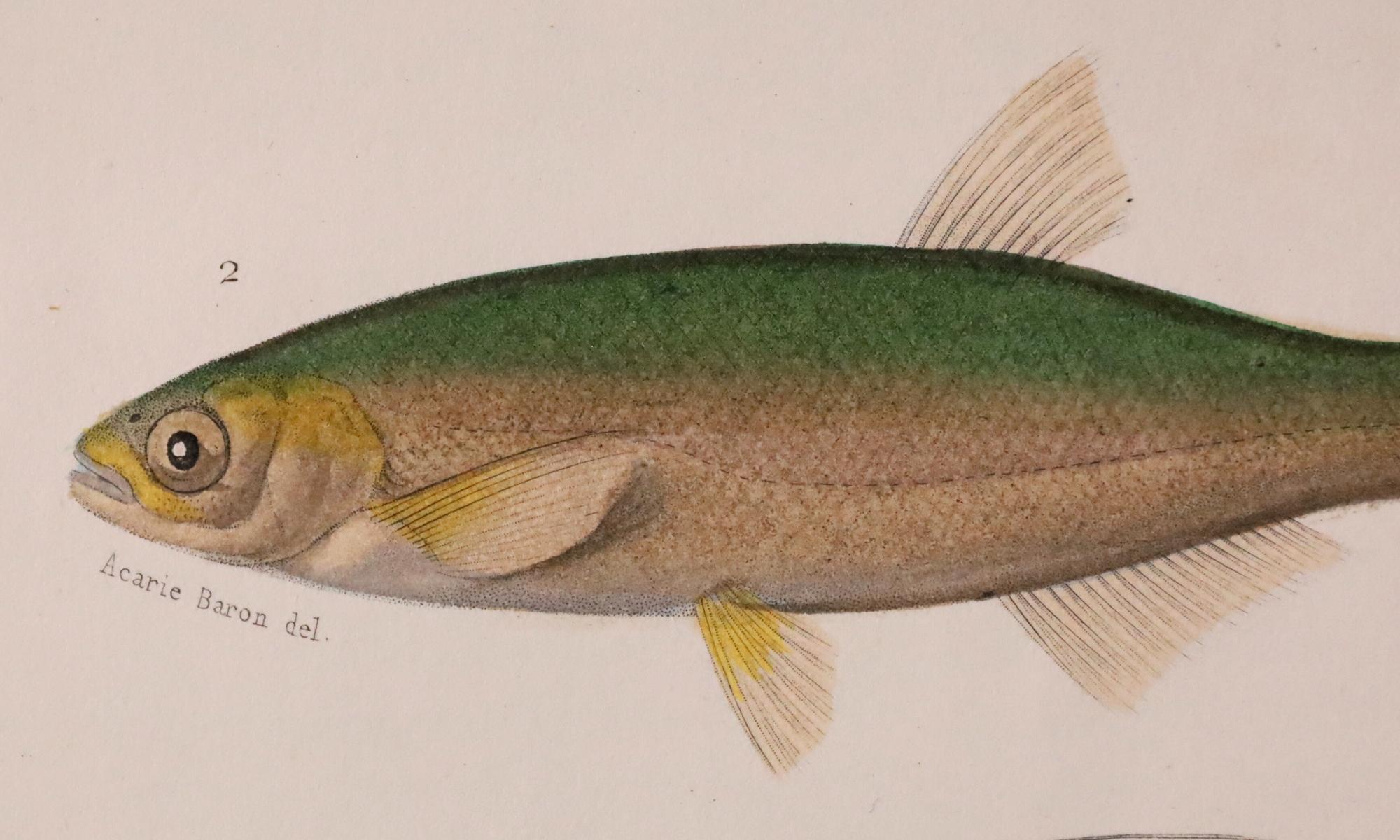 Satz von zwei original handkolorierten antiken Fischdrucken - Cuvier & Lacépède, 1836 im Angebot 4