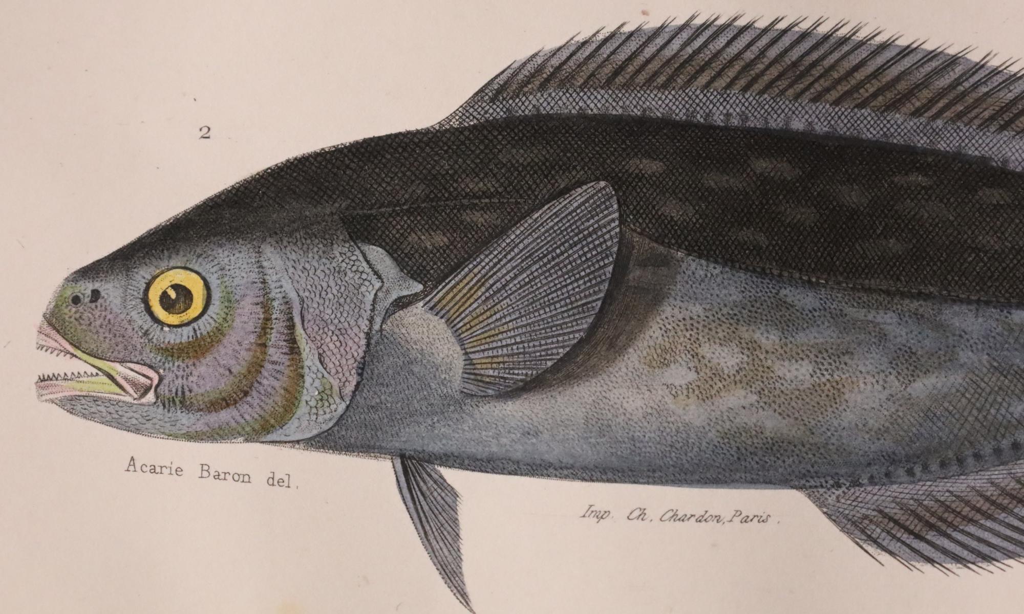 Satz von zwei original handkolorierten antiken Fischdrucken - Cuvier & Lacépède, 1836 im Angebot 5