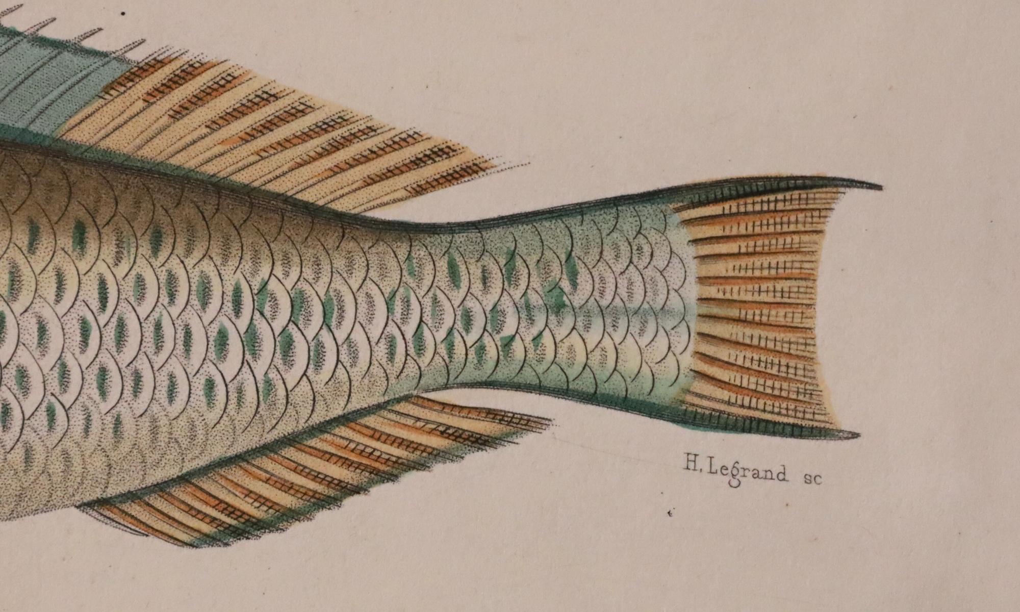 Satz von zwei original handkolorierten antiken Fischdrucken - Cuvier & Lacépède, 1836 im Angebot 5