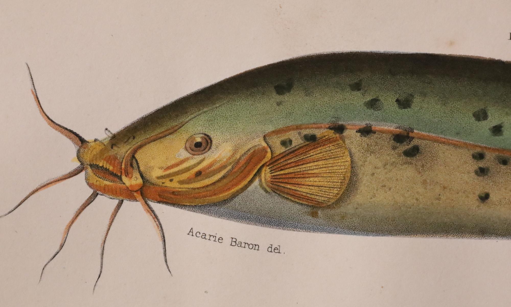 Satz von zwei original handkolorierten antiken Fischdrucken - Cuvier & Lacépède, 1836 im Angebot 6