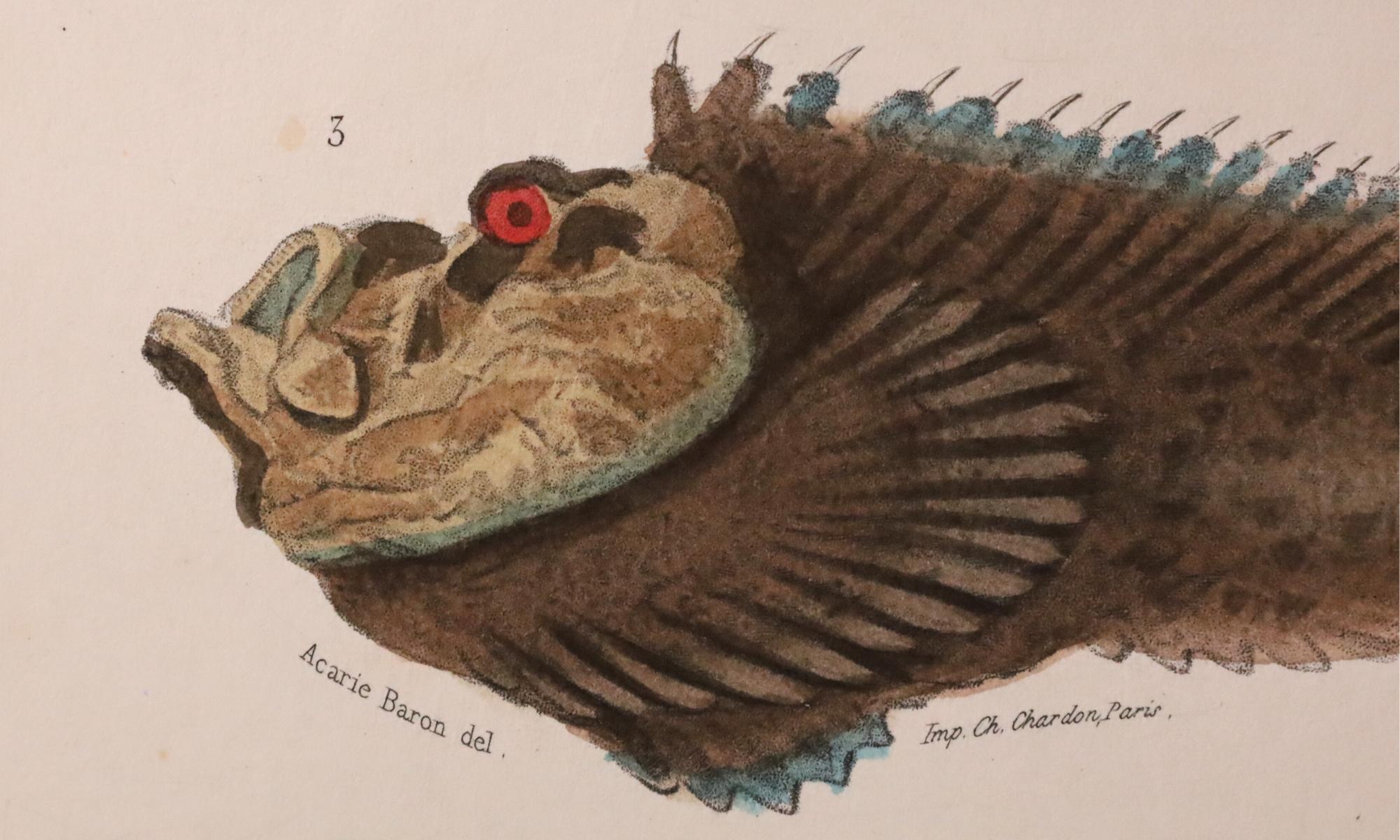 Satz von zwei original handkolorierten antiken Fischdrucken - Cuvier & Lacépède, 1836 im Angebot 6