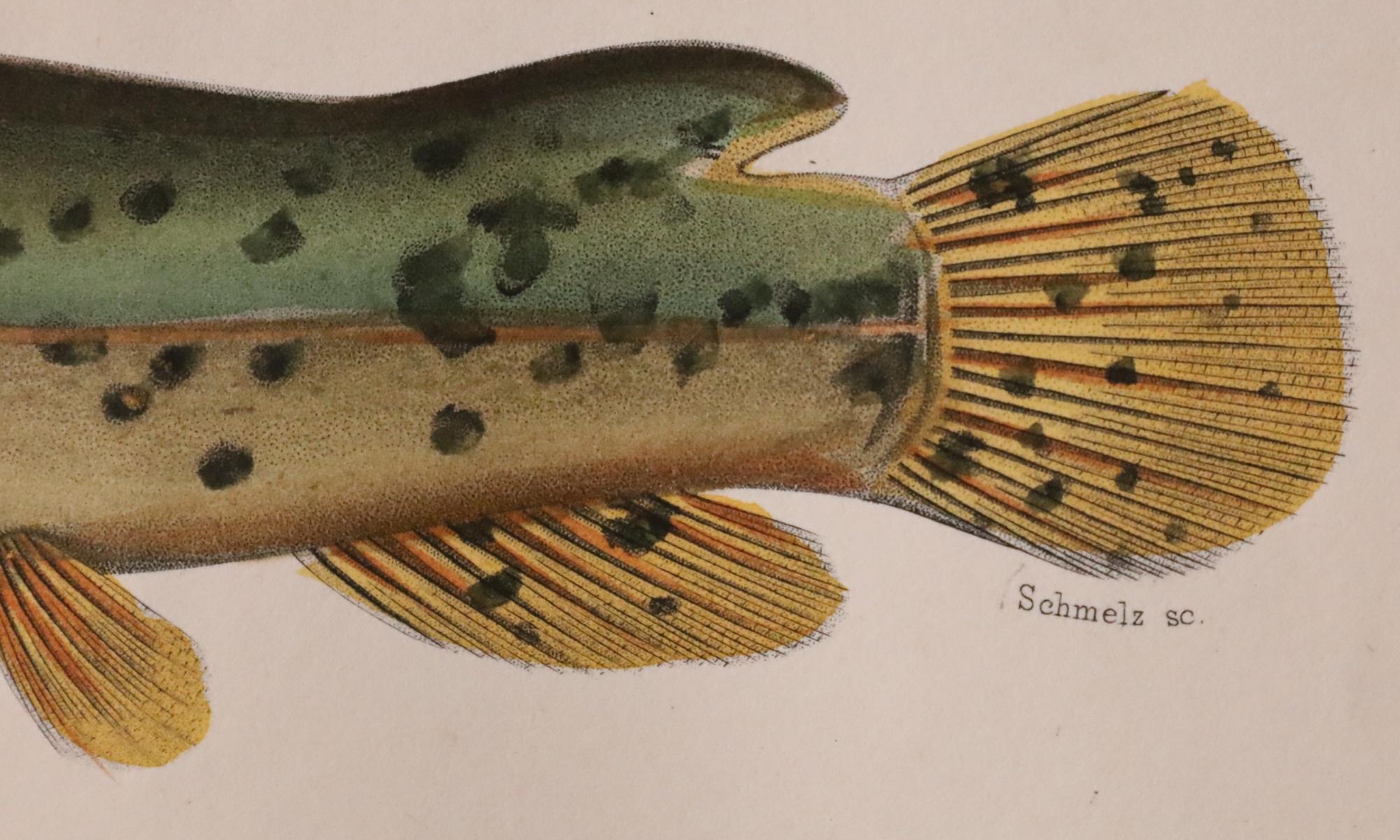 Satz von zwei original handkolorierten antiken Fischdrucken - Cuvier & Lacépède, 1836 im Angebot 7
