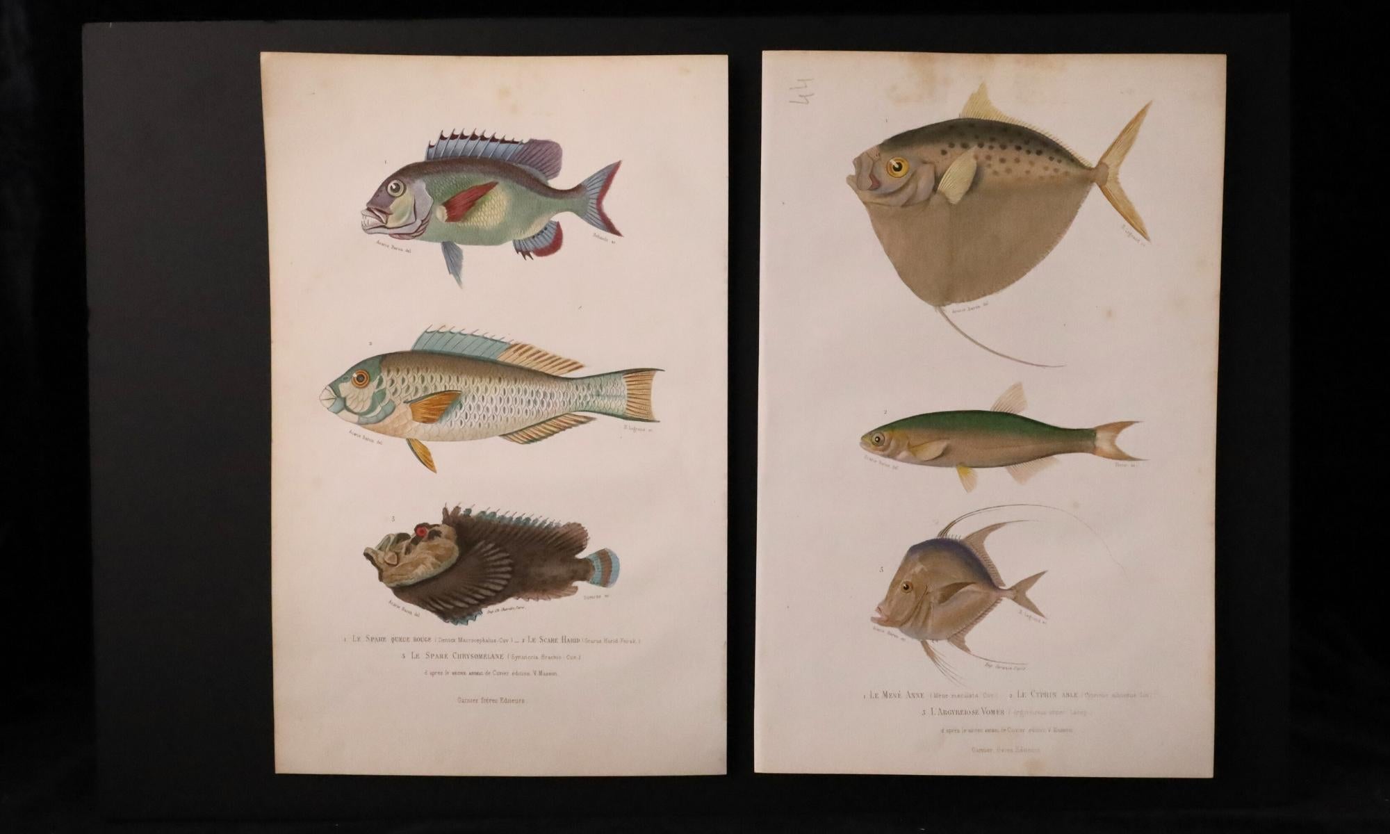 Satz von zwei original handkolorierten antiken Fischdrucken - Cuvier & Lacépède, 1836 im Angebot 7
