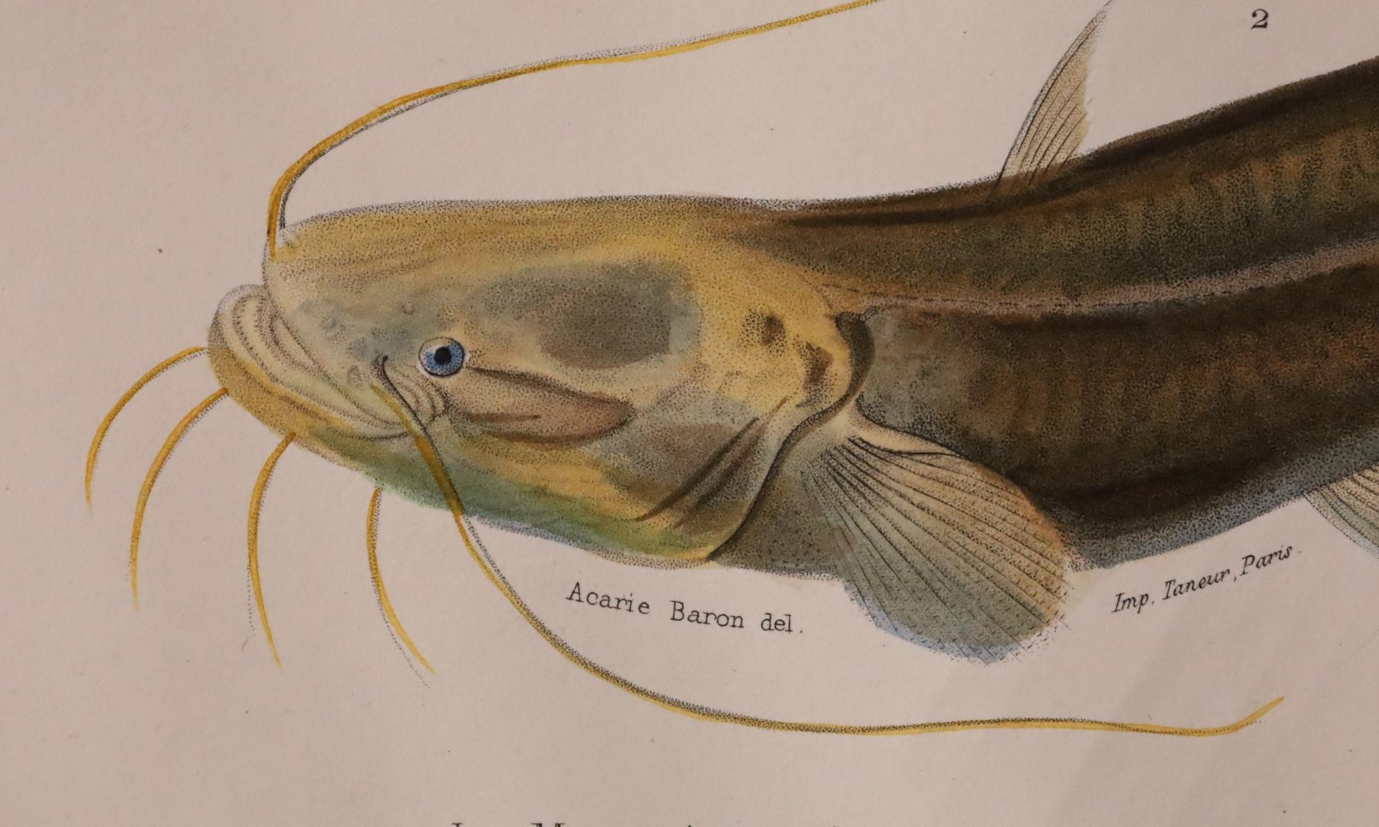 Satz von zwei original handkolorierten antiken Fischdrucken - Cuvier & Lacépède, 1836 im Angebot 8