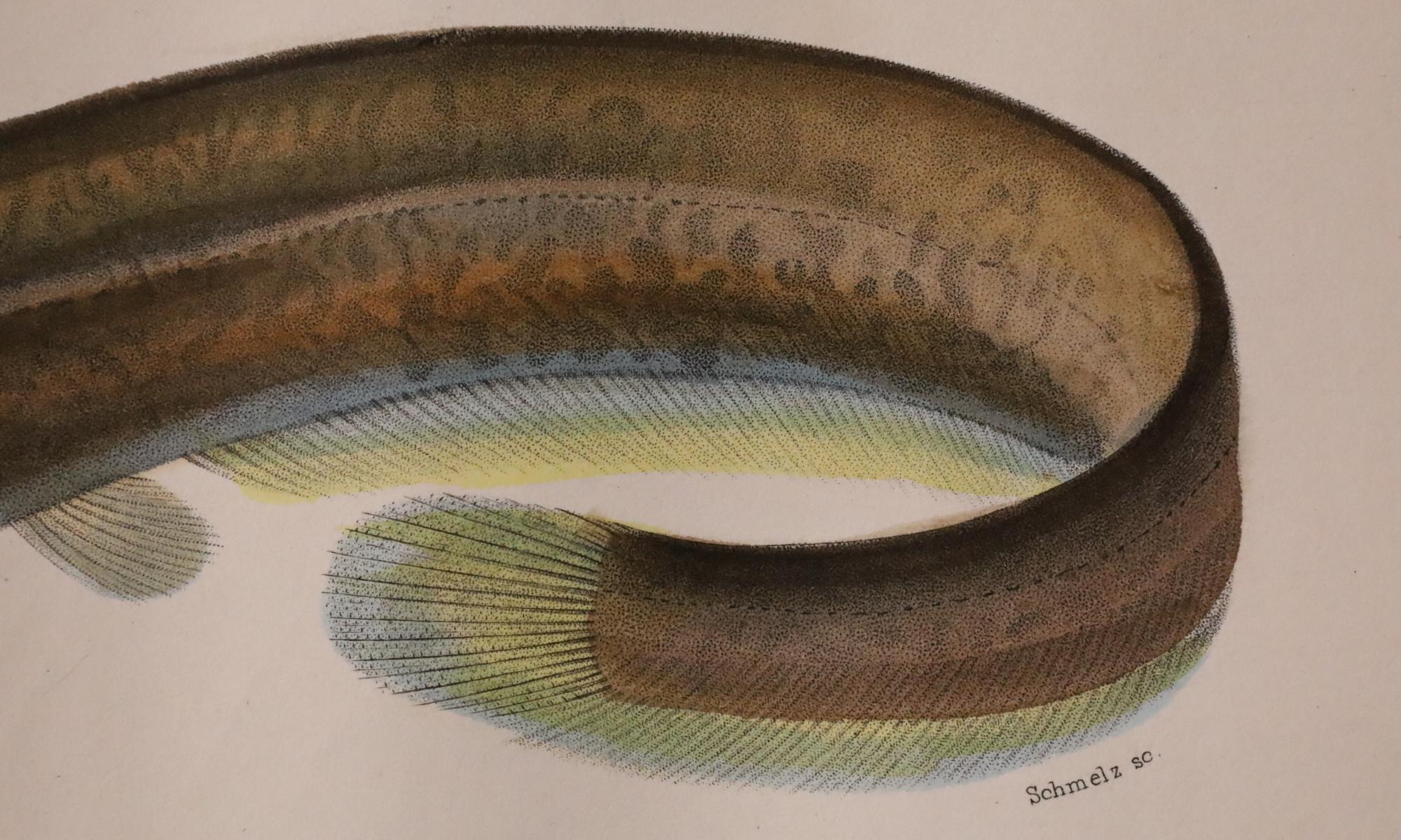 Satz von zwei original handkolorierten antiken Fischdrucken - Cuvier & Lacépède, 1836 im Angebot 9