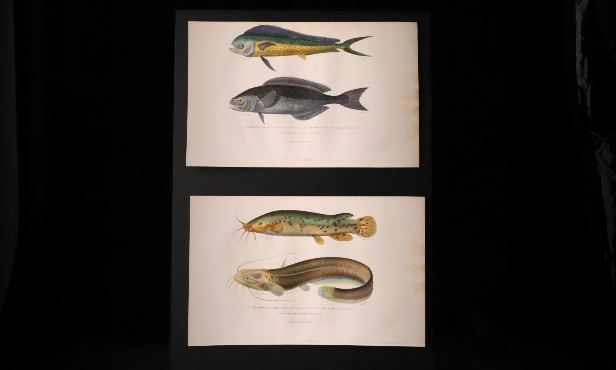 Satz von zwei original handkolorierten antiken Fischdrucken - Cuvier & Lacépède, 1836 im Angebot 10