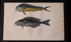 Set of Two Original Hand-Colored Antique Fish Prints – Cuvier & Lacépède, 1836