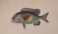 Set of Two Original Hand-Colored Antique Fish Prints – Cuvier & Lacépède, 1836