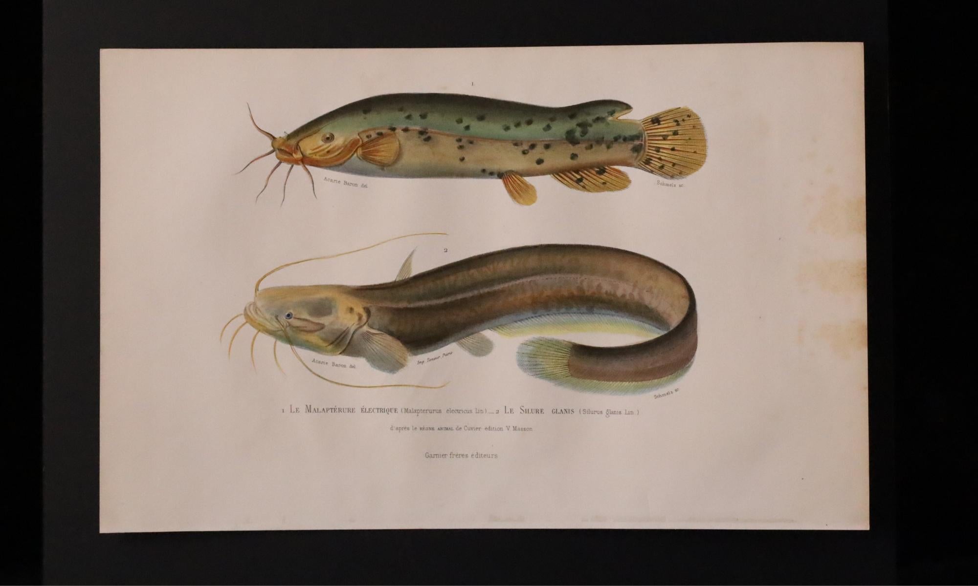 Satz von zwei original handkolorierten antiken Fischdrucken - Cuvier & Lacépède, 1836 (Französisch) im Angebot