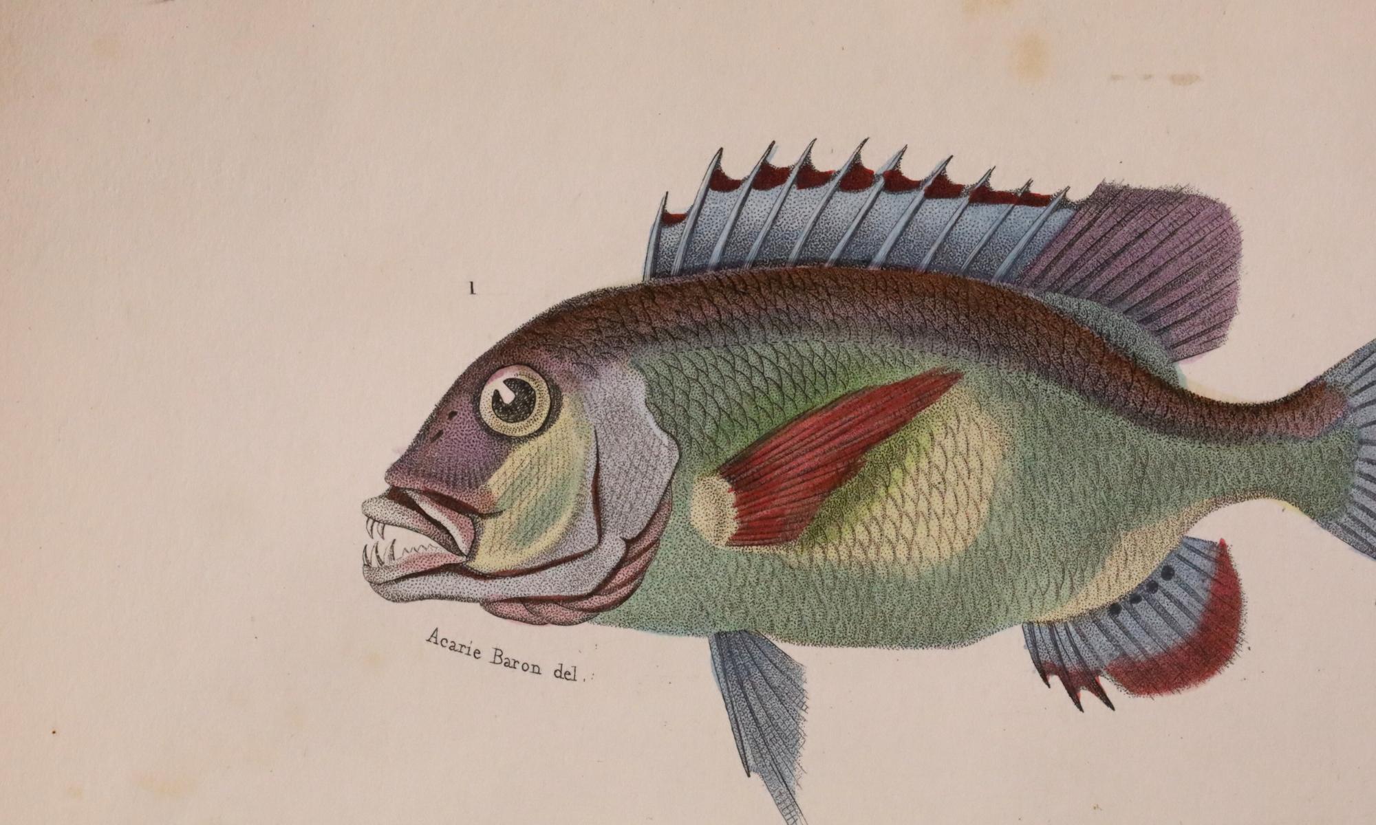 Satz von zwei original handkolorierten antiken Fischdrucken - Cuvier & Lacépède, 1836 (Französisch) im Angebot