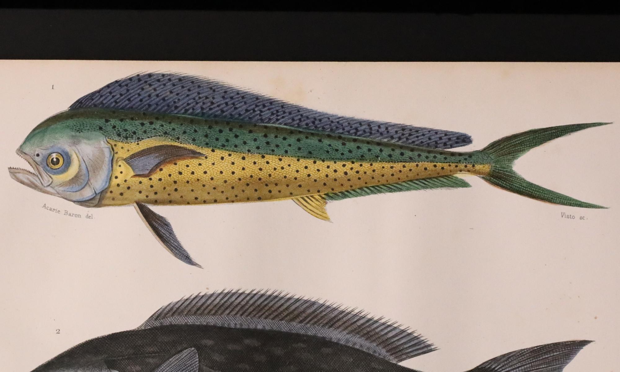 Satz von zwei original handkolorierten antiken Fischdrucken - Cuvier & Lacépède, 1836 (Handbemalt) im Angebot