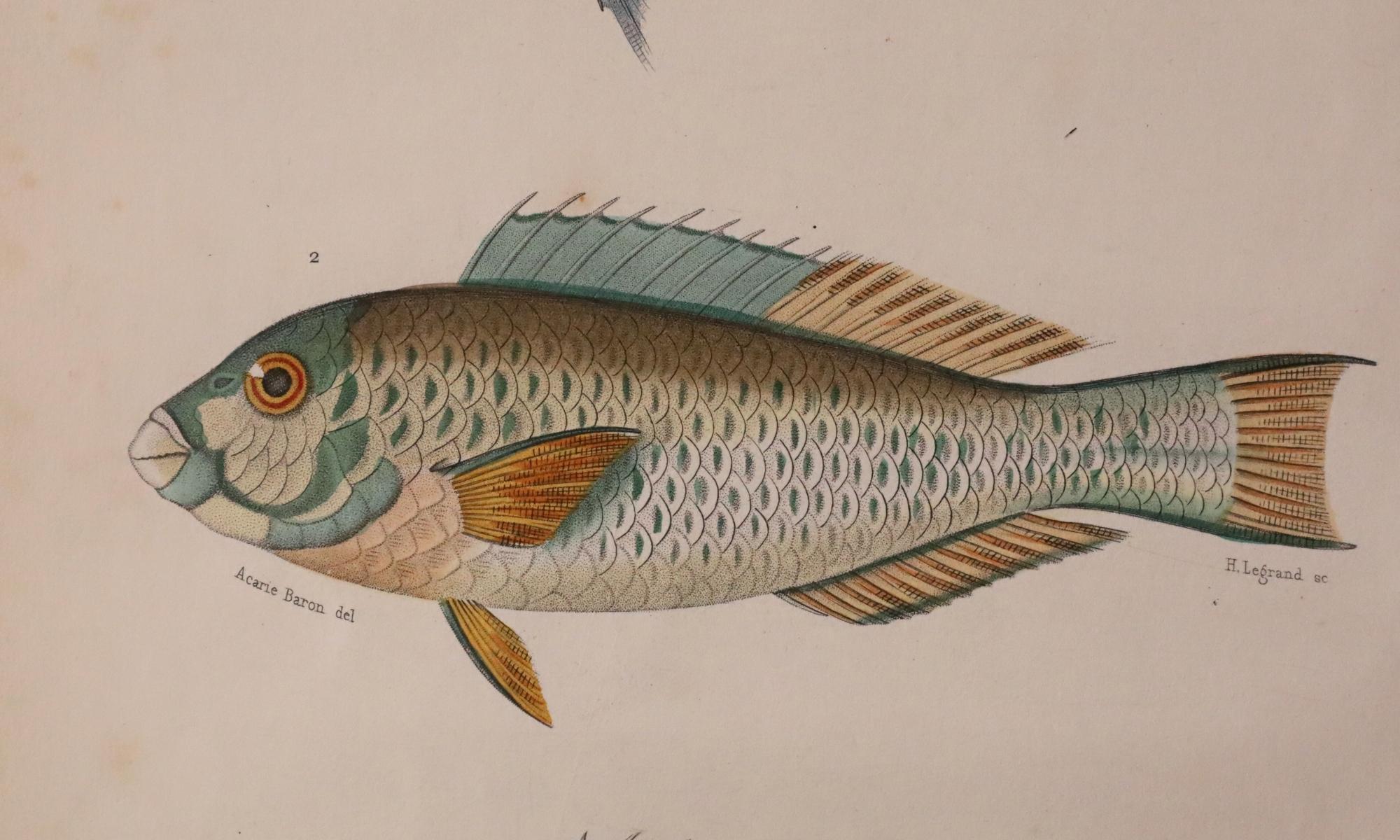 Satz von zwei original handkolorierten antiken Fischdrucken - Cuvier & Lacépède, 1836 (Handbemalt) im Angebot