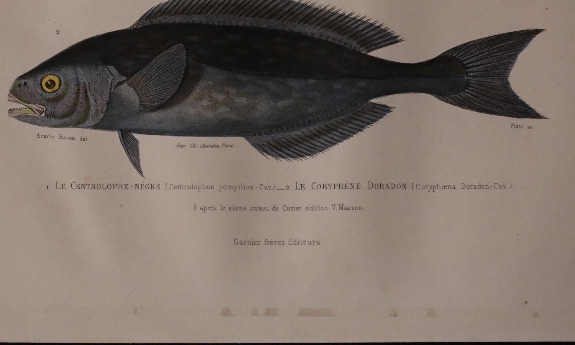 Satz von zwei original handkolorierten antiken Fischdrucken - Cuvier & Lacépède, 1836 im Zustand „Gut“ im Angebot in Fukuoka, JP