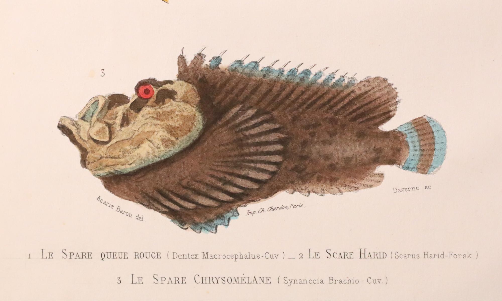 Satz von zwei original handkolorierten antiken Fischdrucken - Cuvier & Lacépède, 1836 im Zustand „Gut“ im Angebot in Fukuoka, JP