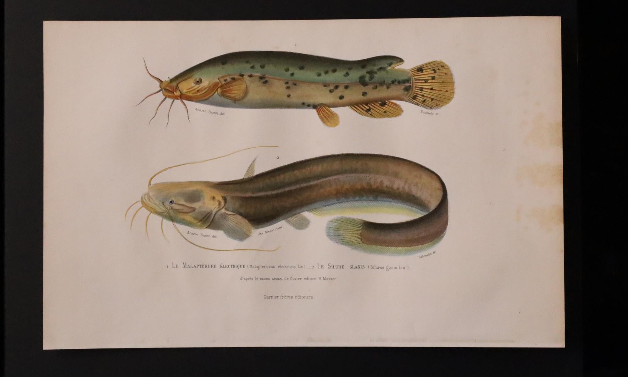 Satz von zwei original handkolorierten antiken Fischdrucken - Cuvier & Lacépède, 1836 (19. Jahrhundert) im Angebot