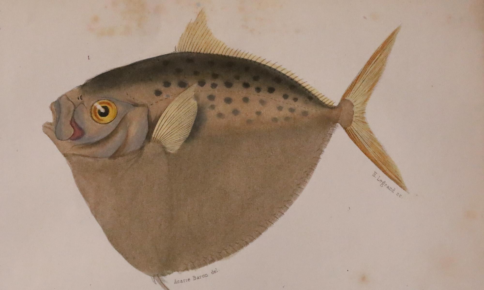 Satz von zwei original handkolorierten antiken Fischdrucken - Cuvier & Lacépède, 1836 (19. Jahrhundert) im Angebot