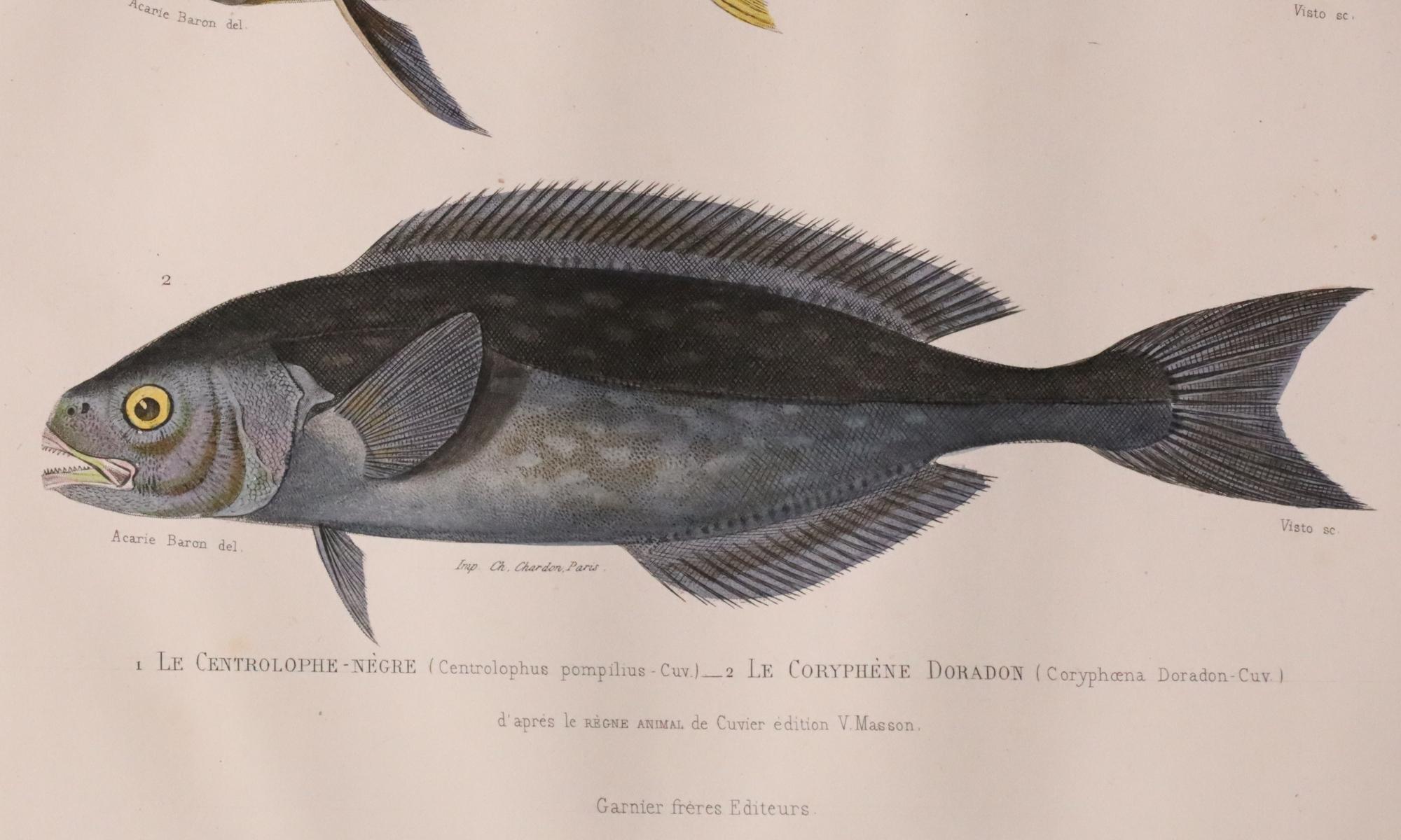 Satz von zwei original handkolorierten antiken Fischdrucken - Cuvier & Lacépède, 1836 (Papier) im Angebot