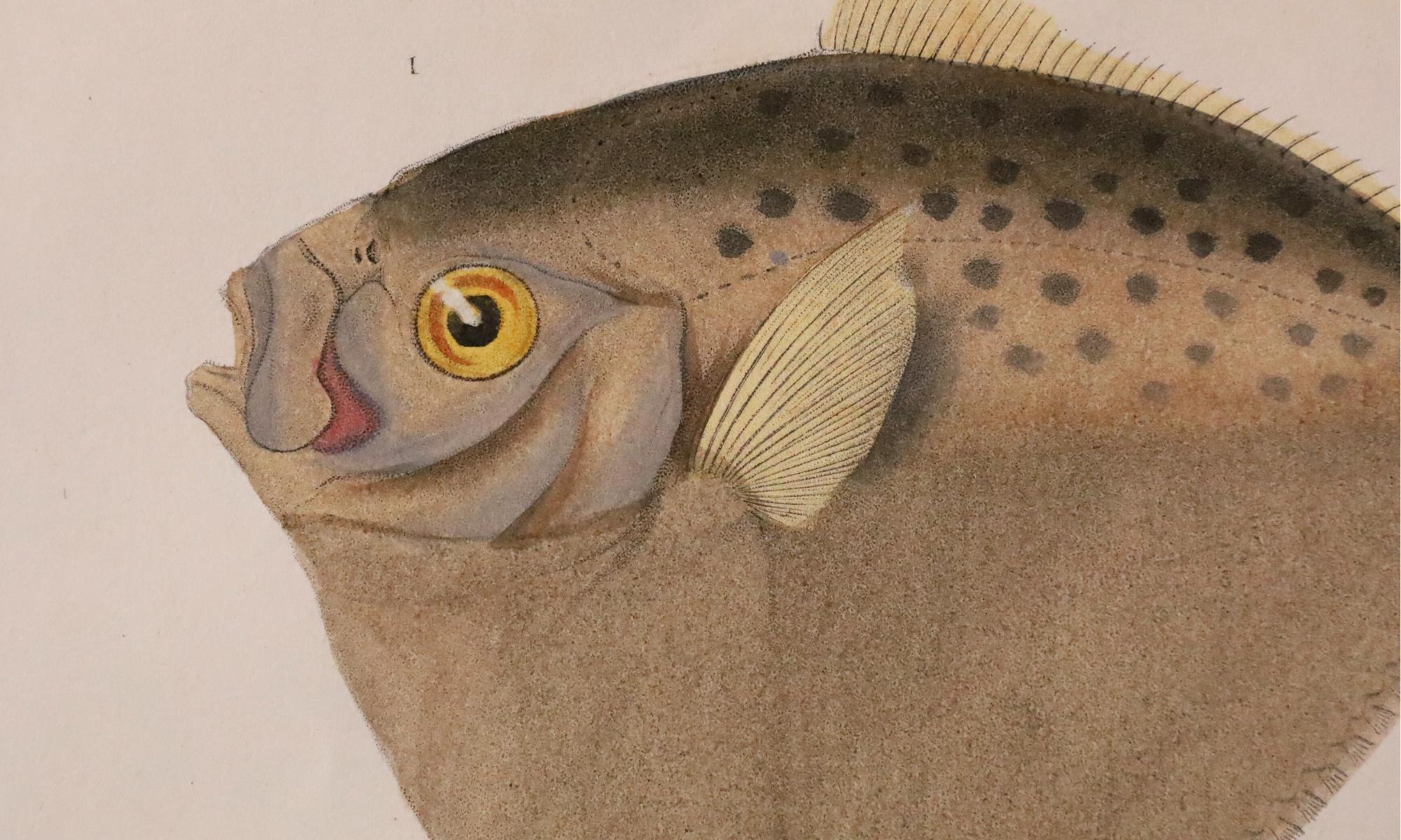 Satz von zwei original handkolorierten antiken Fischdrucken - Cuvier & Lacépède, 1836 (Papier) im Angebot