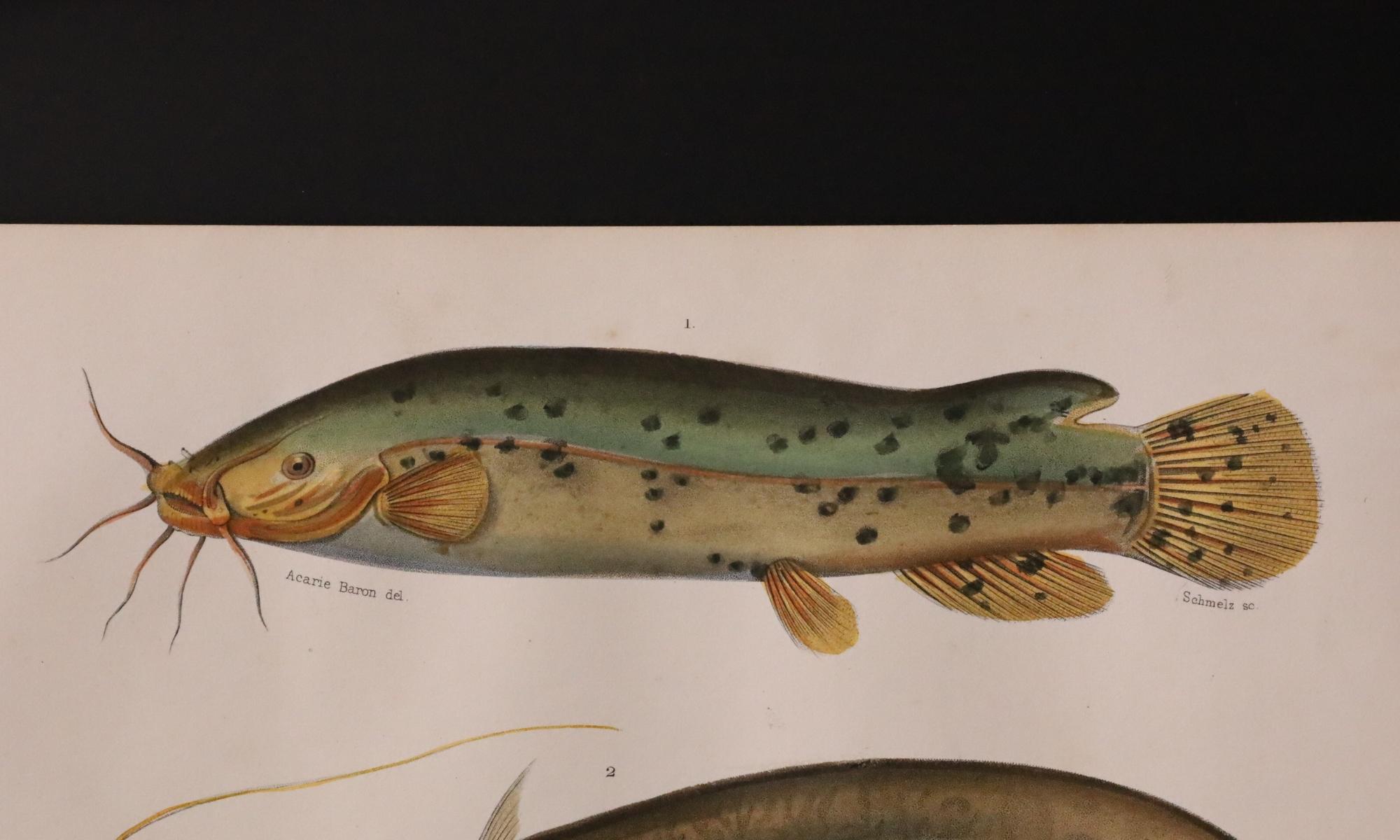 Satz von zwei original handkolorierten antiken Fischdrucken - Cuvier & Lacépède, 1836 im Angebot 1