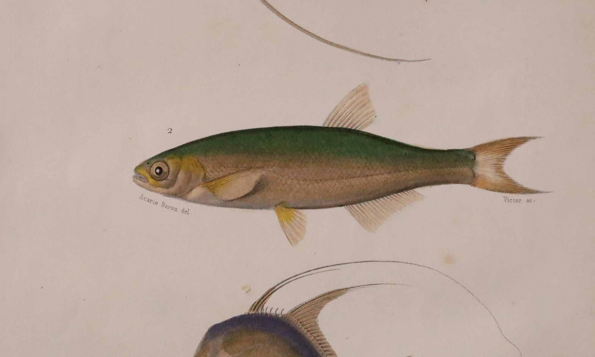 Satz von zwei original handkolorierten antiken Fischdrucken - Cuvier & Lacépède, 1836 im Angebot 1