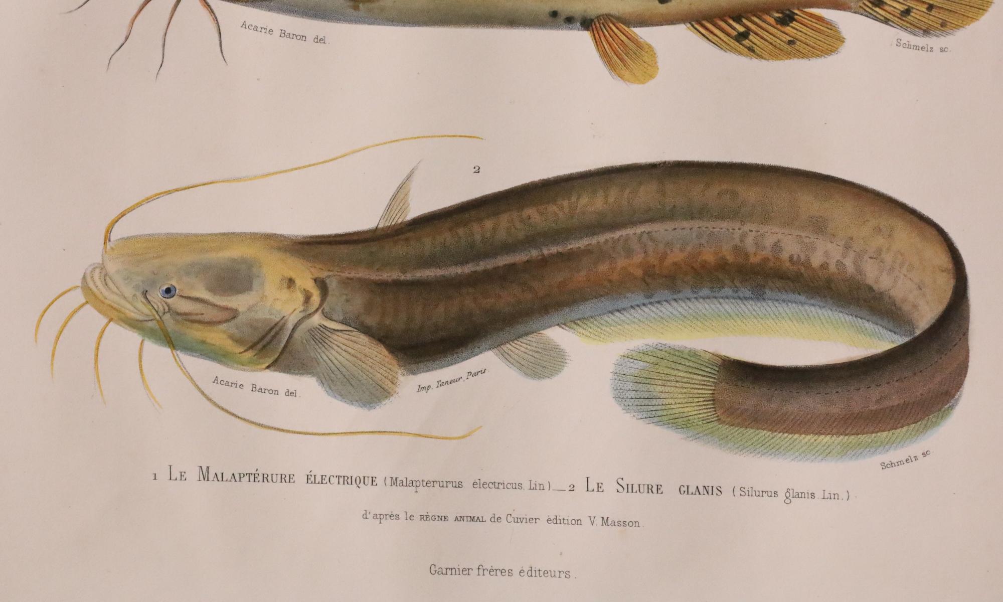 Satz von zwei original handkolorierten antiken Fischdrucken - Cuvier & Lacépède, 1836 im Angebot 2