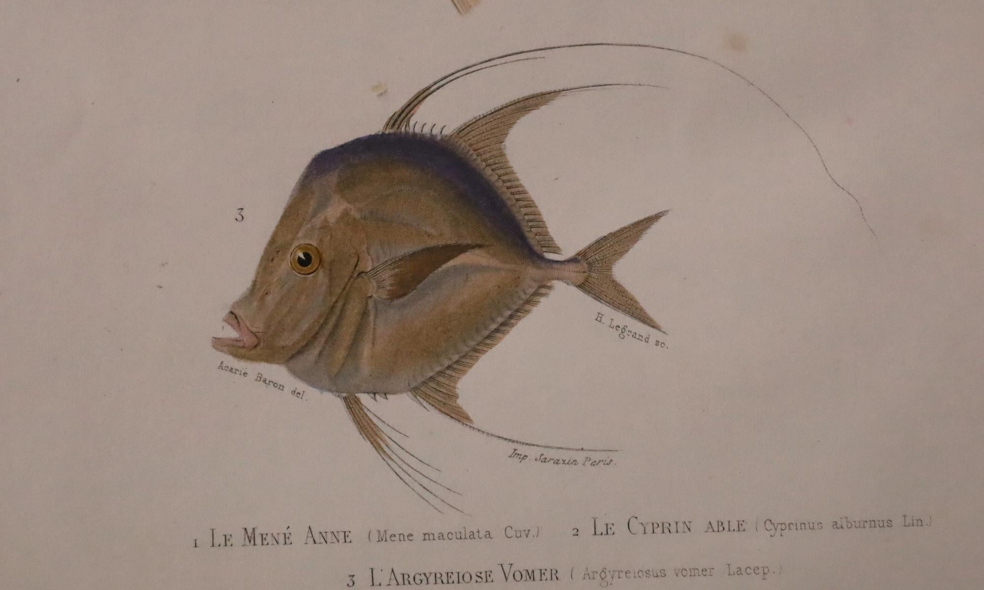 Satz von zwei original handkolorierten antiken Fischdrucken - Cuvier & Lacépède, 1836 im Angebot 2