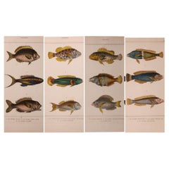 Conjunto de cuatro grabados originales coloreados a mano de peces antiguos - Cuvier & Lacépède, 1836