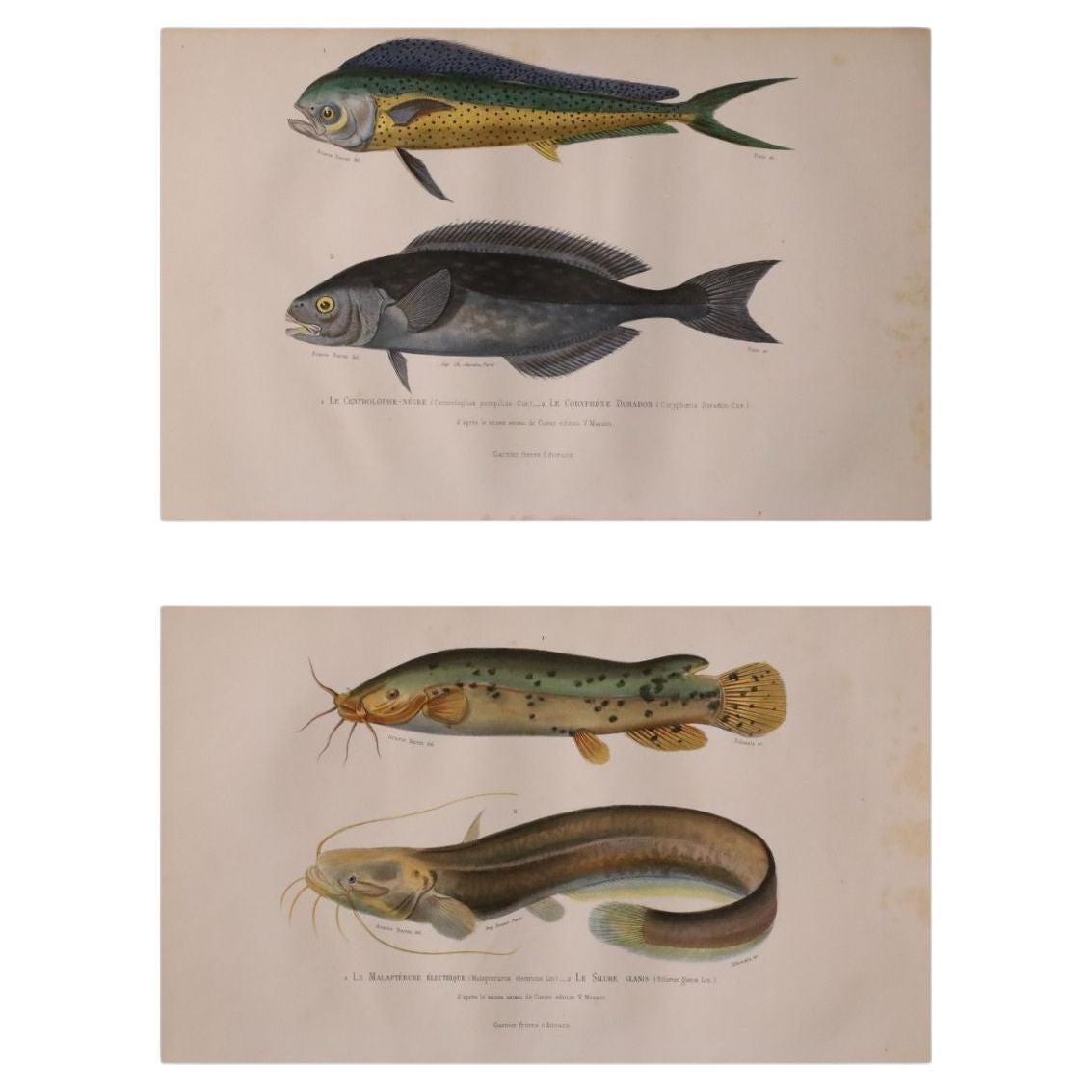 Set di due stampe originali di pesci antichi colorati a mano - Cuvier & Lacépède, 1836