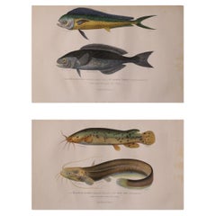 Set of Two Original Hand-Colored Antique Fish Prints – Cuvier & Lacépède, 1836