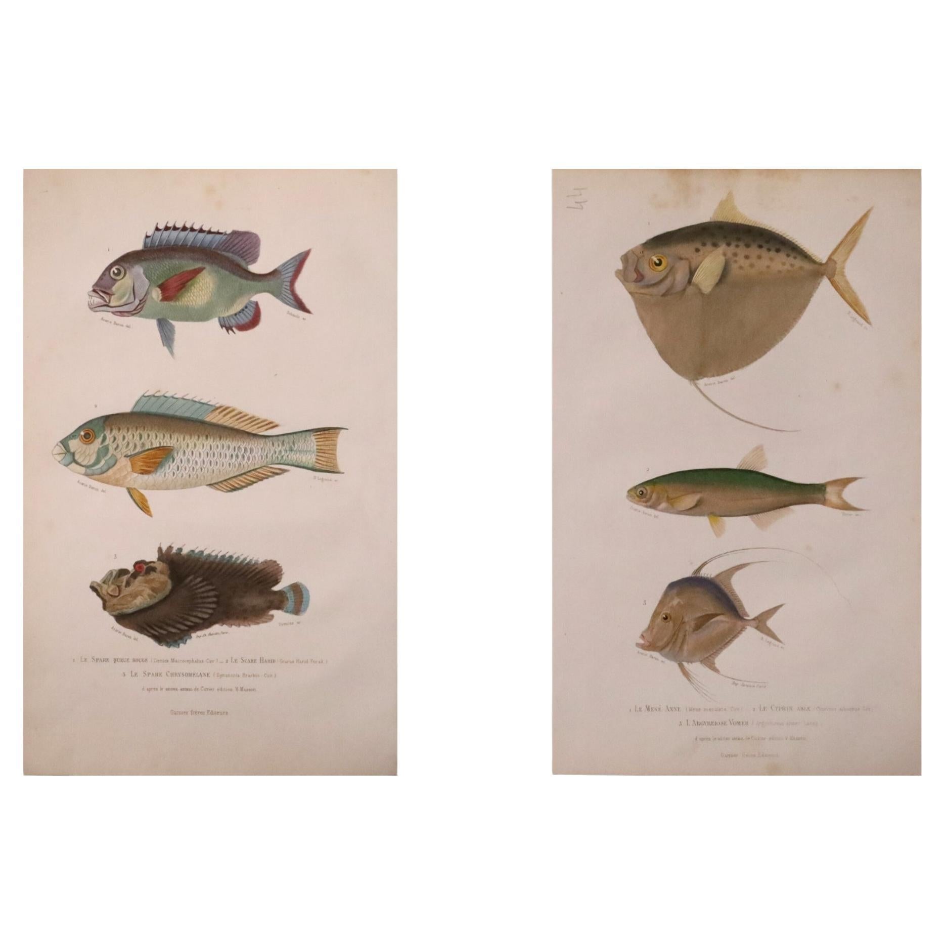 Set di due stampe originali di pesci antichi colorati a mano - Cuvier & Lacépède, 1836