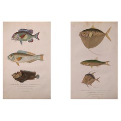 Set of Two Original Hand-Colored Antique Fish Prints – Cuvier & Lacépède, 1836