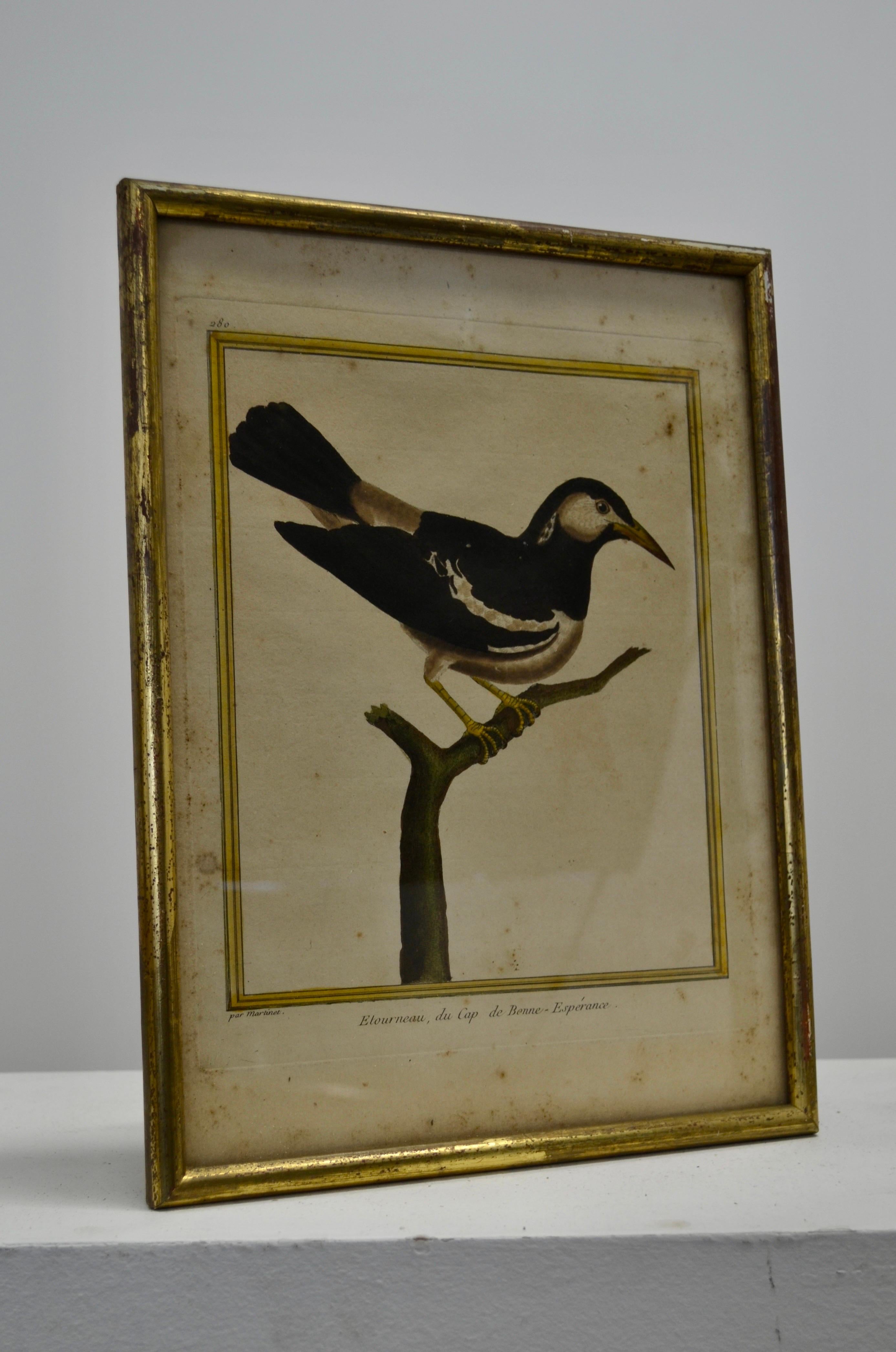 Ensemble de deux gravures ornithologiques - Début du 20e siècle - France en vente 2