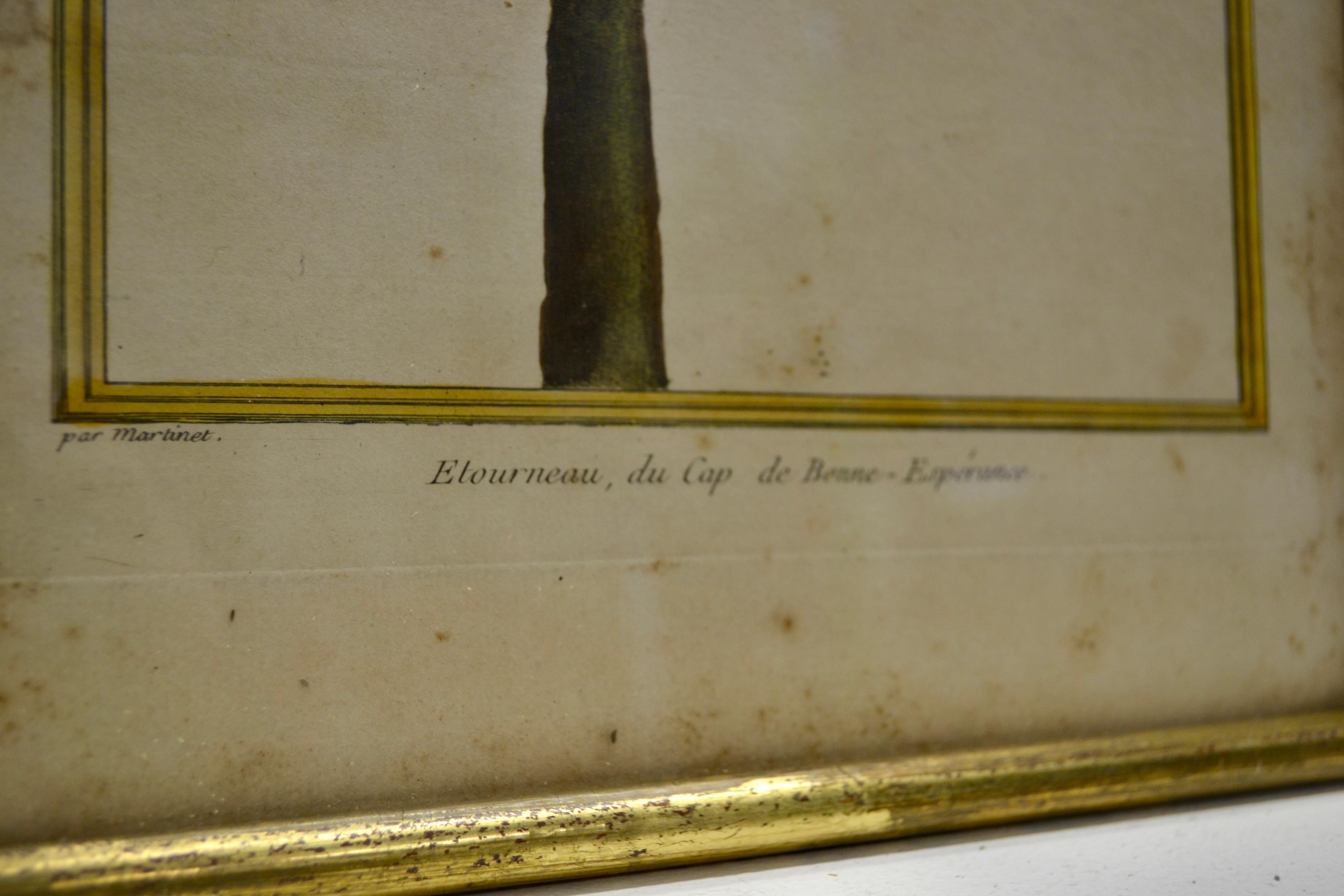 Ensemble de deux gravures ornithologiques - Début du 20e siècle - France en vente 3
