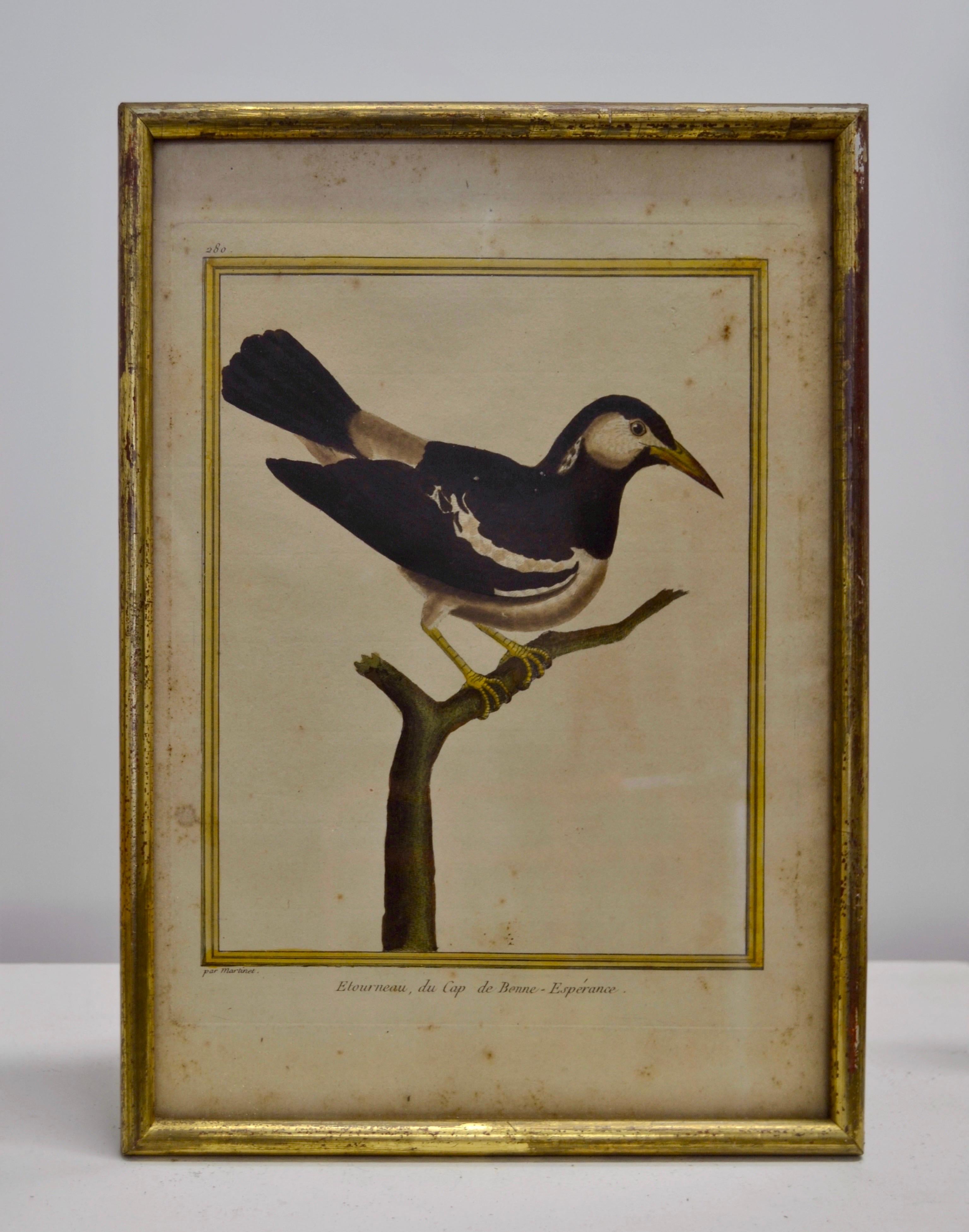 Ensemble de deux gravures ornithologiques - Début du 20e siècle - France en vente 4