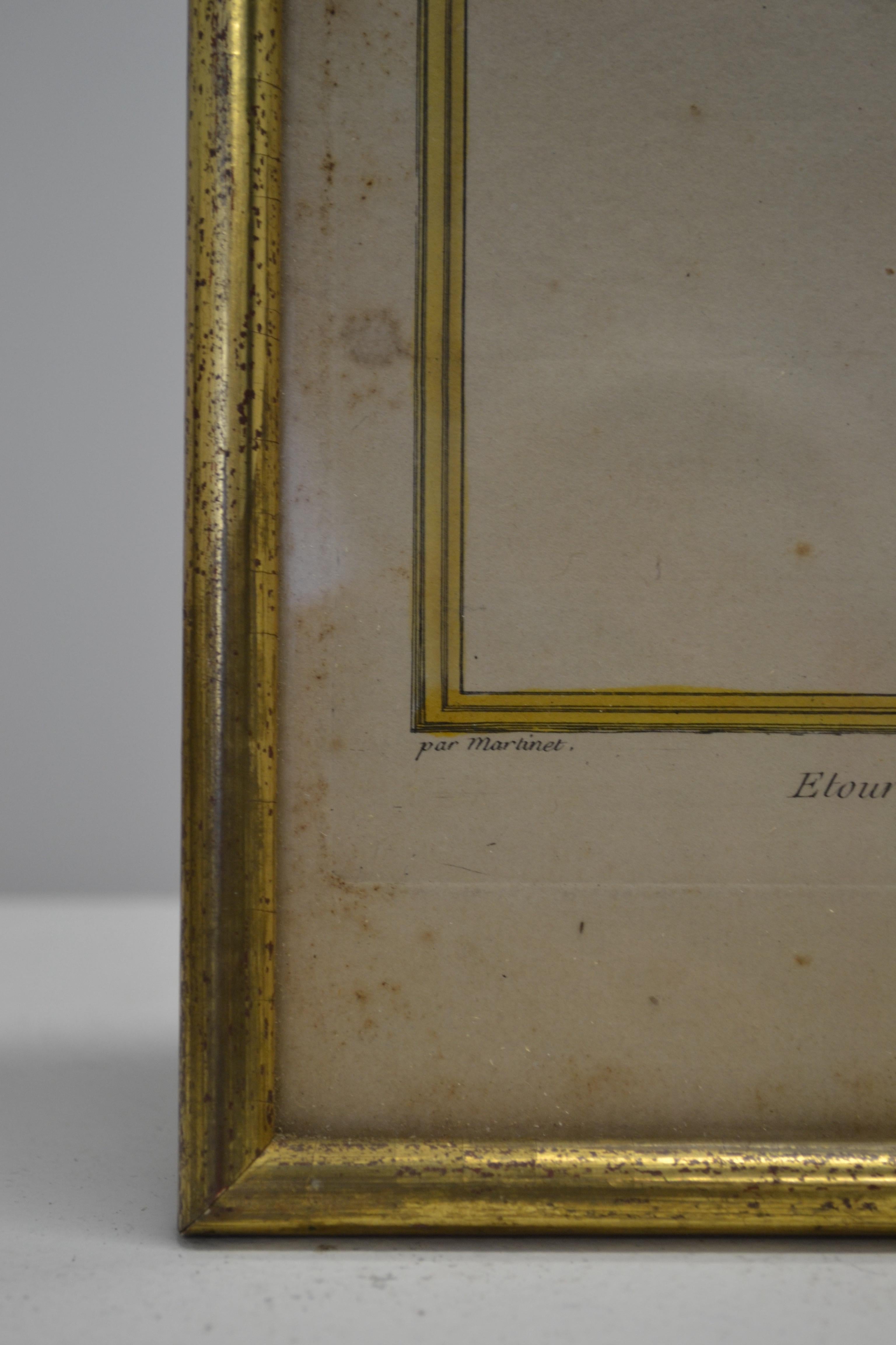 Ensemble de deux gravures ornithologiques - Début du 20e siècle - France en vente 5