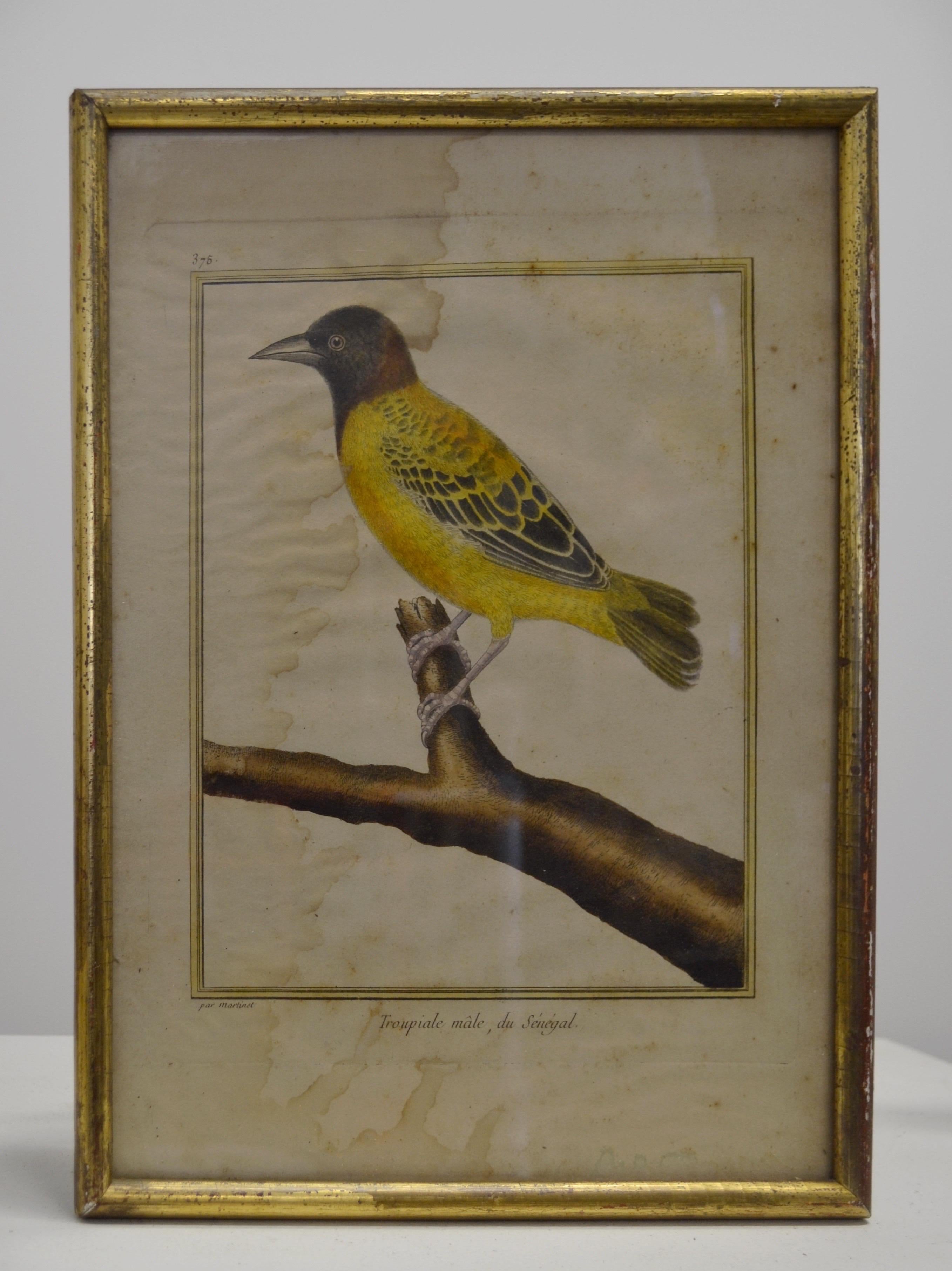 Provincial français Ensemble de deux gravures ornithologiques - Début du 20e siècle - France en vente