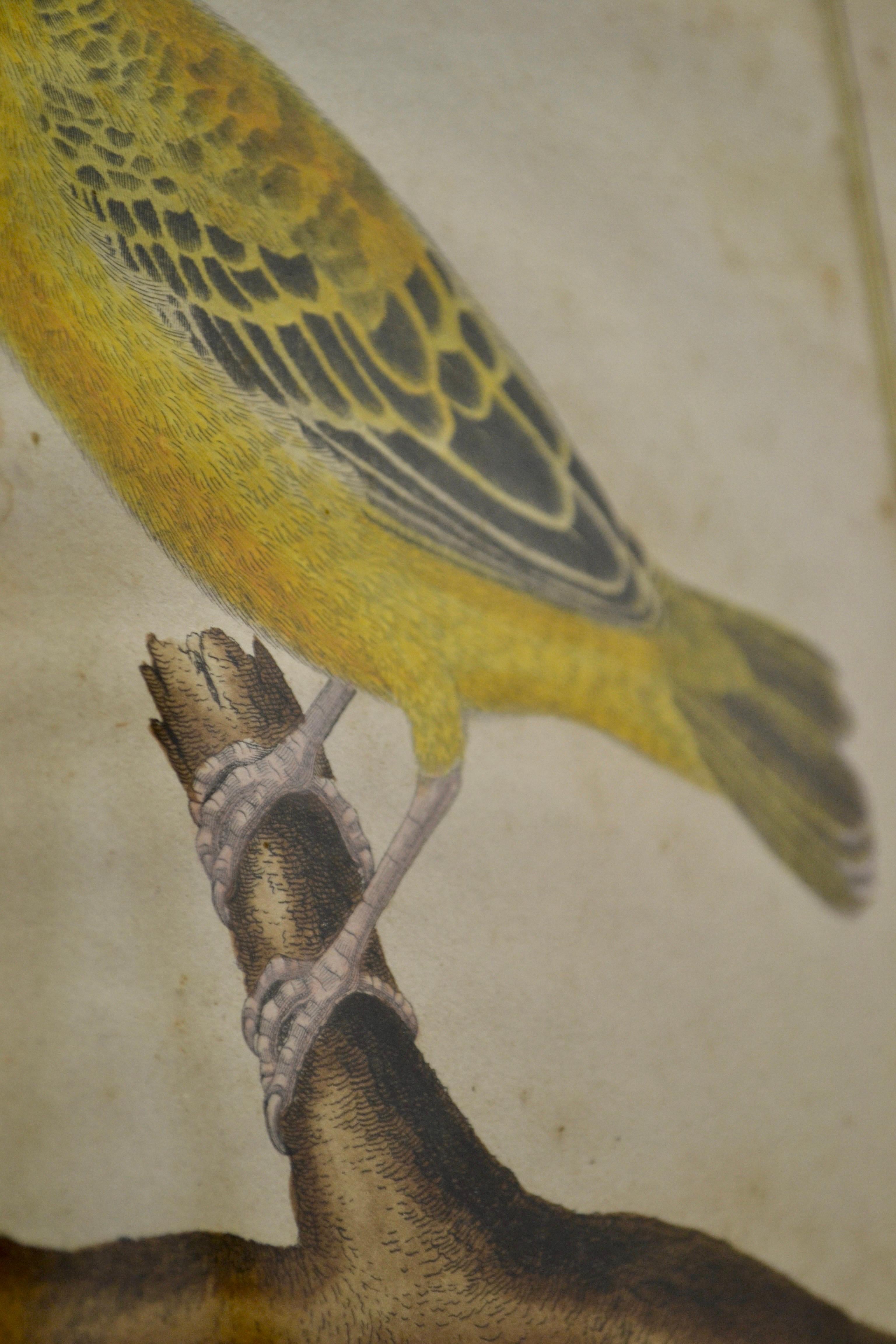 Français Ensemble de deux gravures ornithologiques - Début du 20e siècle - France en vente