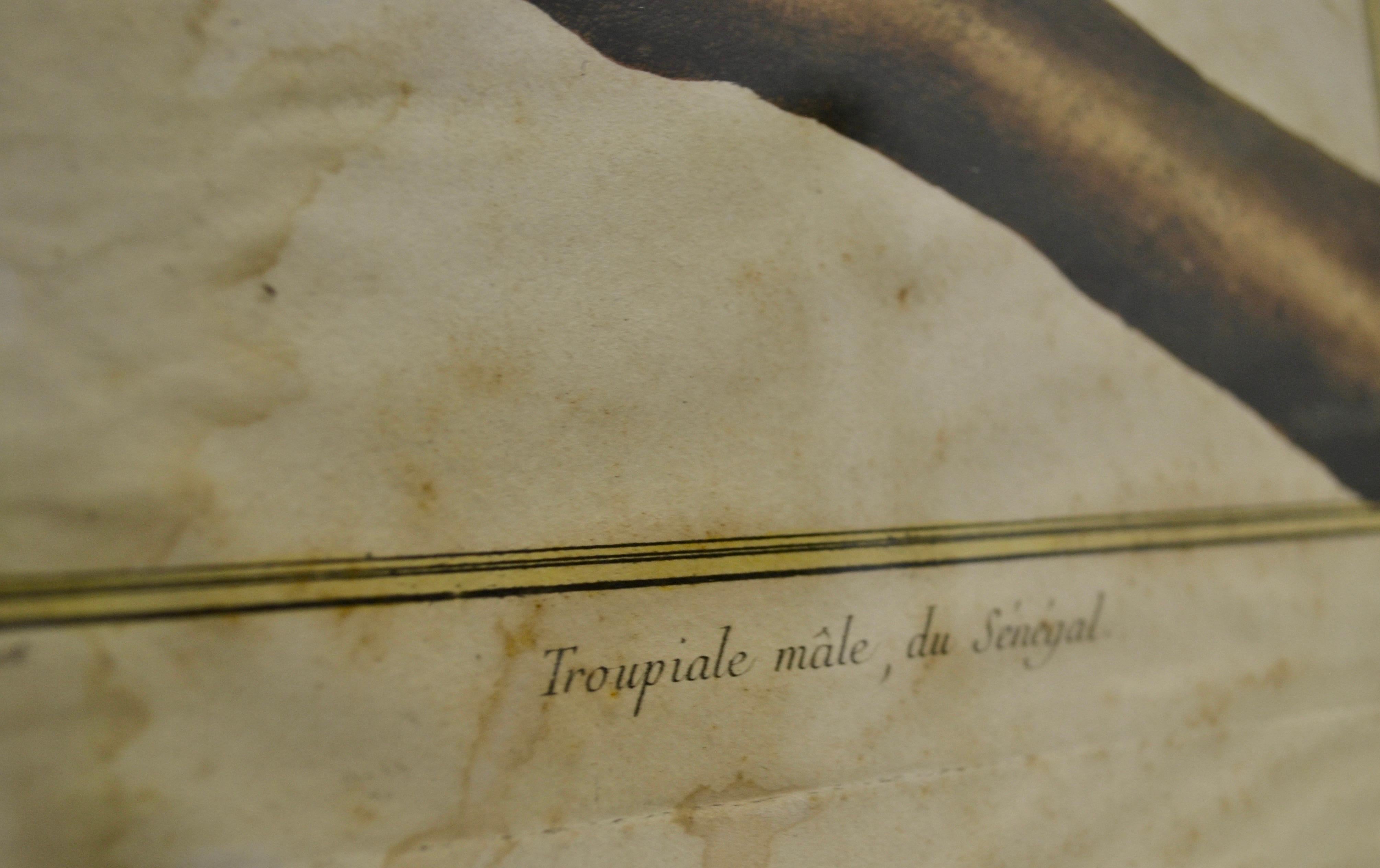 Ensemble de deux gravures ornithologiques - Début du 20e siècle - France État moyen - En vente à SOTTEVILLE-LÈS-ROUEN, FR