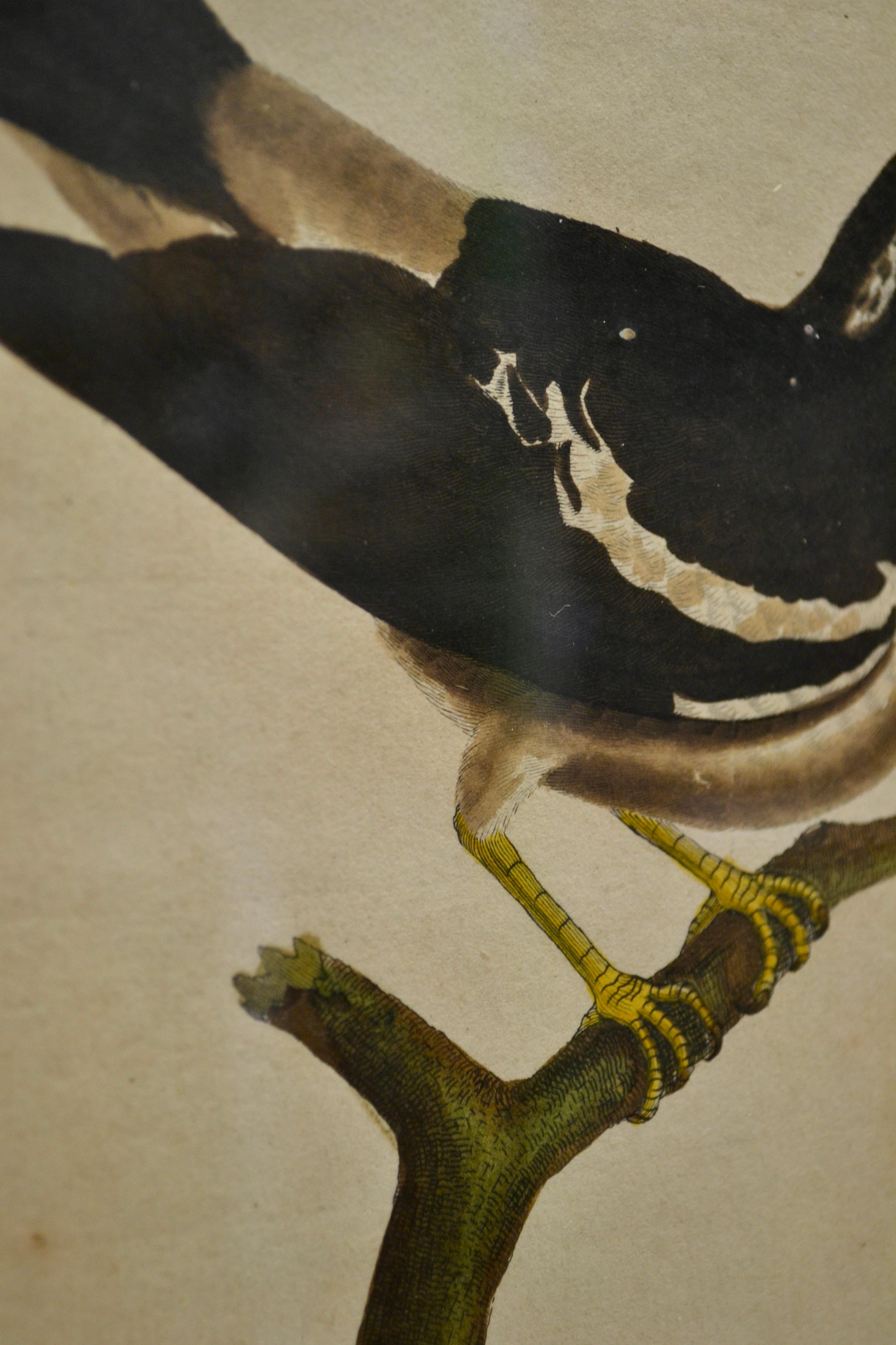 20ième siècle Ensemble de deux gravures ornithologiques - Début du 20e siècle - France en vente