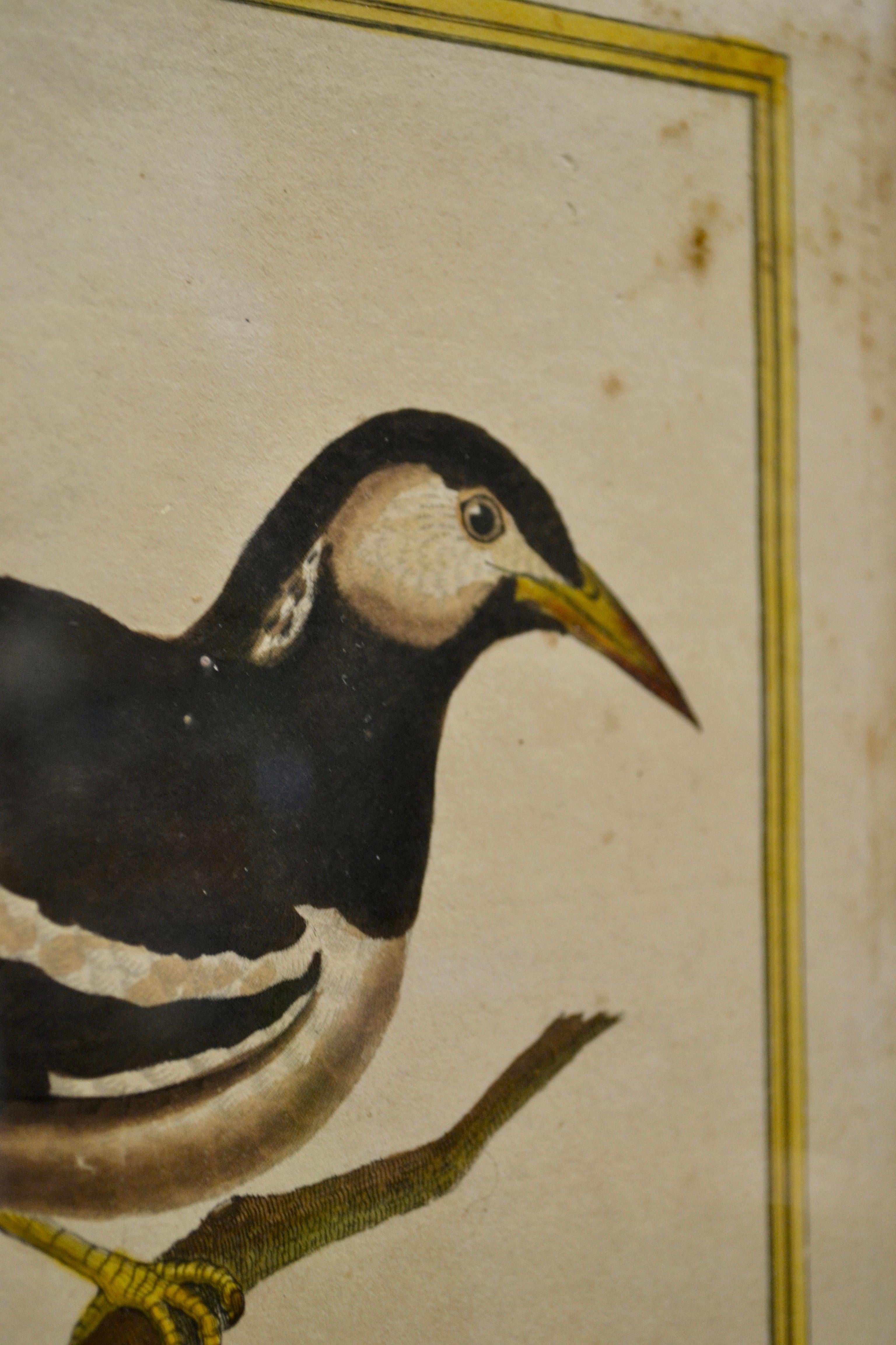 Verre dépoli Ensemble de deux gravures ornithologiques - Début du 20e siècle - France en vente