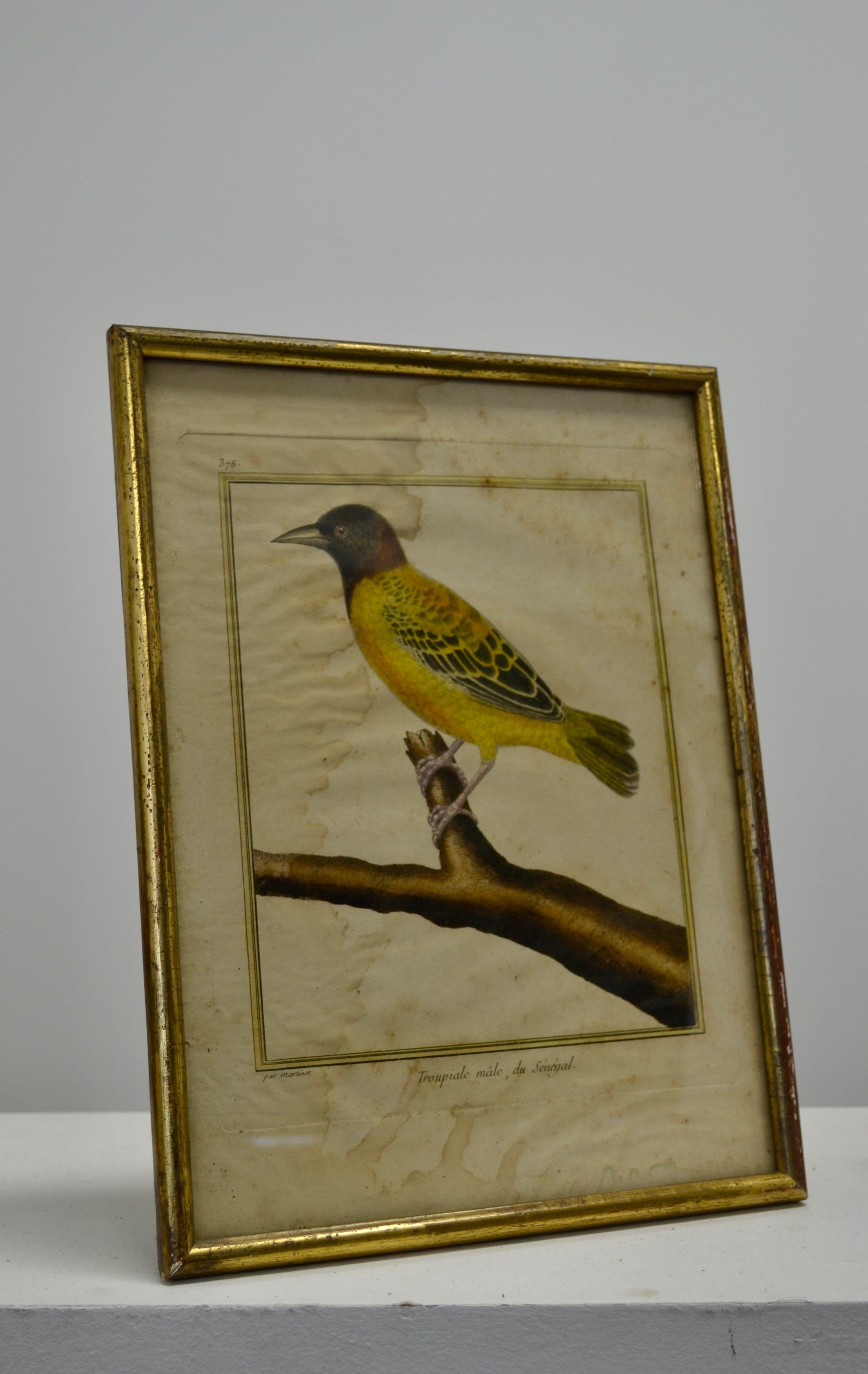 Ensemble de deux gravures ornithologiques - Début du 20e siècle - France en vente 1