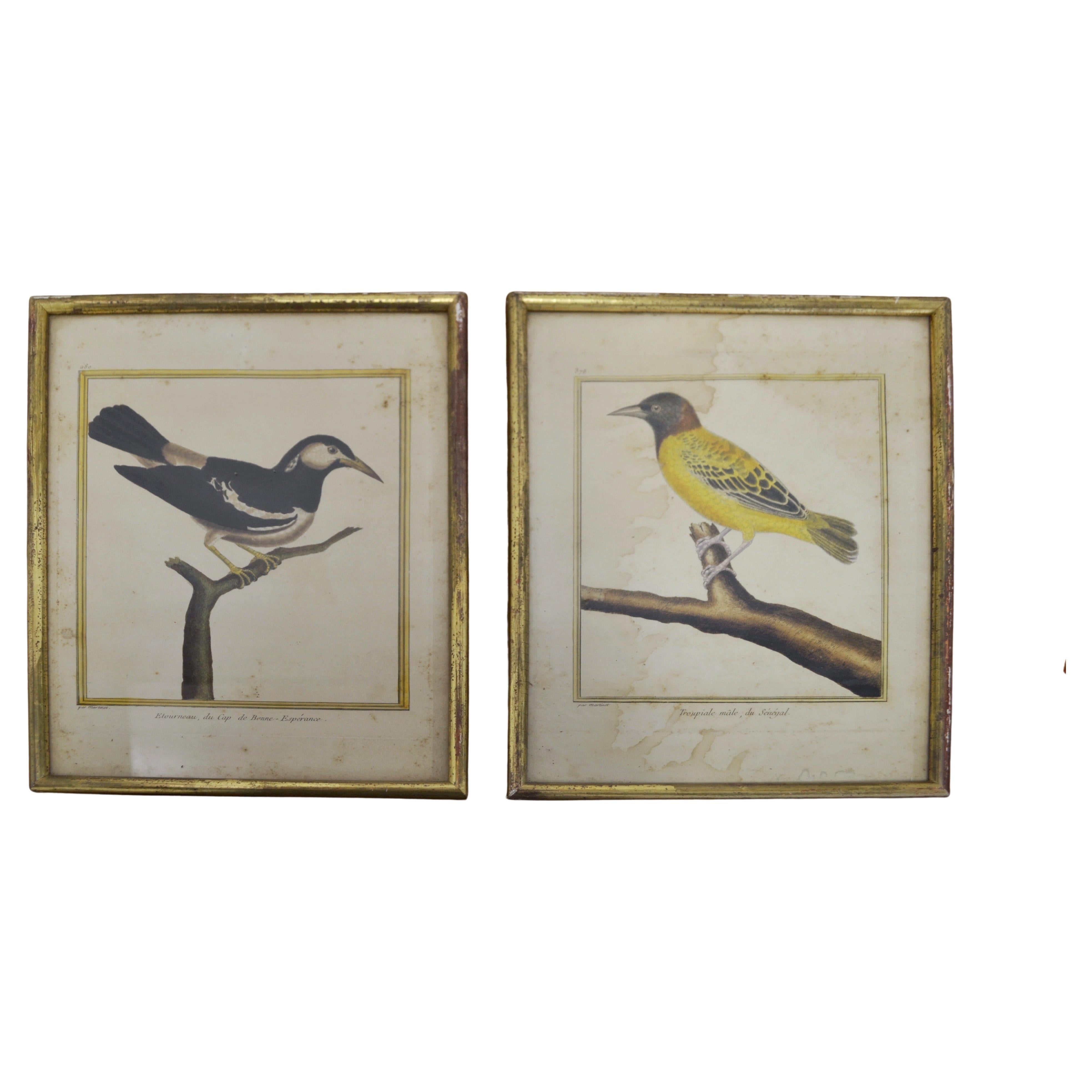 Ensemble de deux gravures ornithologiques - Début du 20e siècle - France