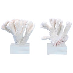 Set of Two Pacific Elkhorn Coral Specimens on Lucite