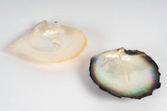Set aus zwei perlmuttfarbenen Muscheln.