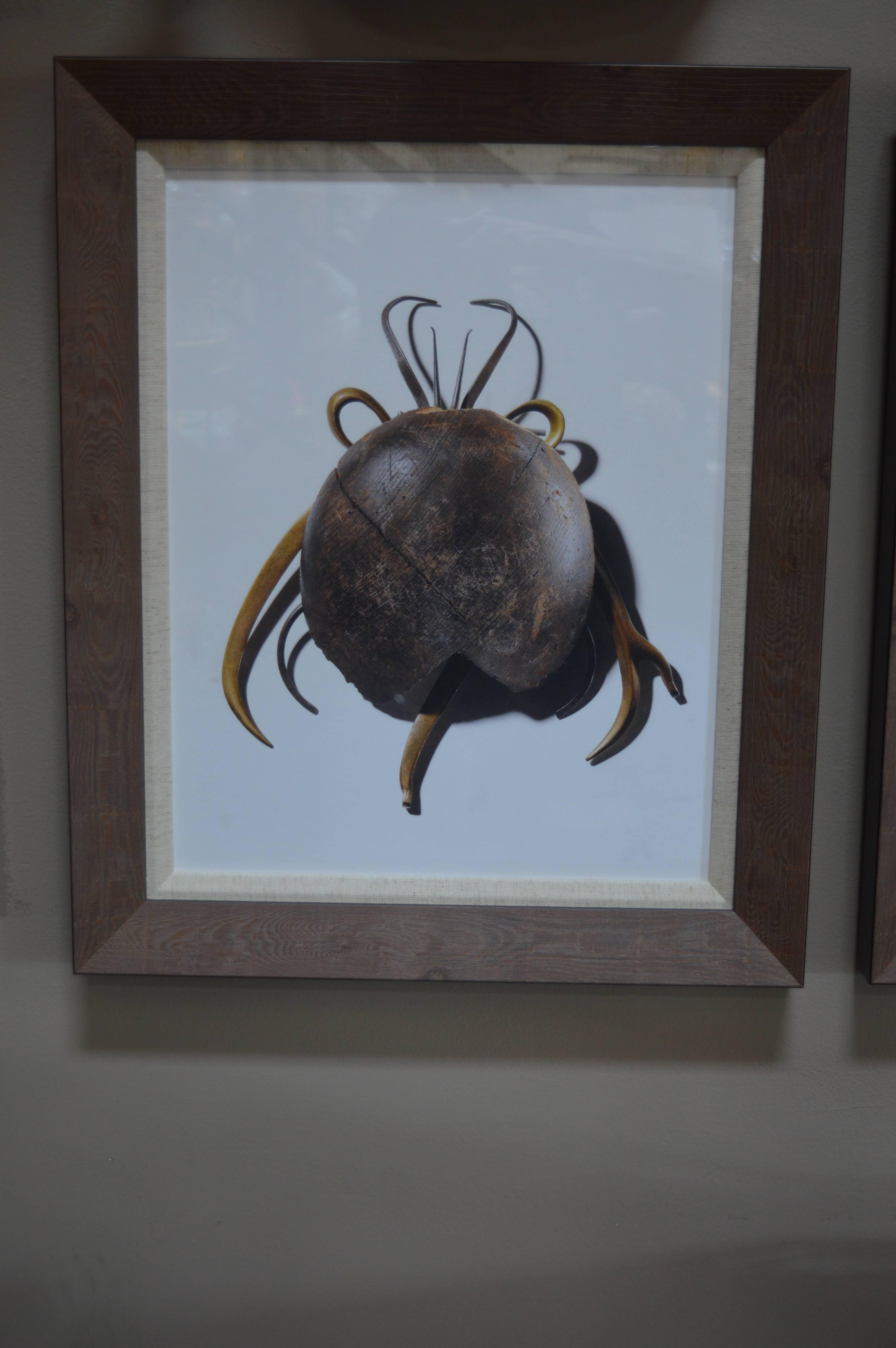 American Set of Two Photos of Craft Beetles